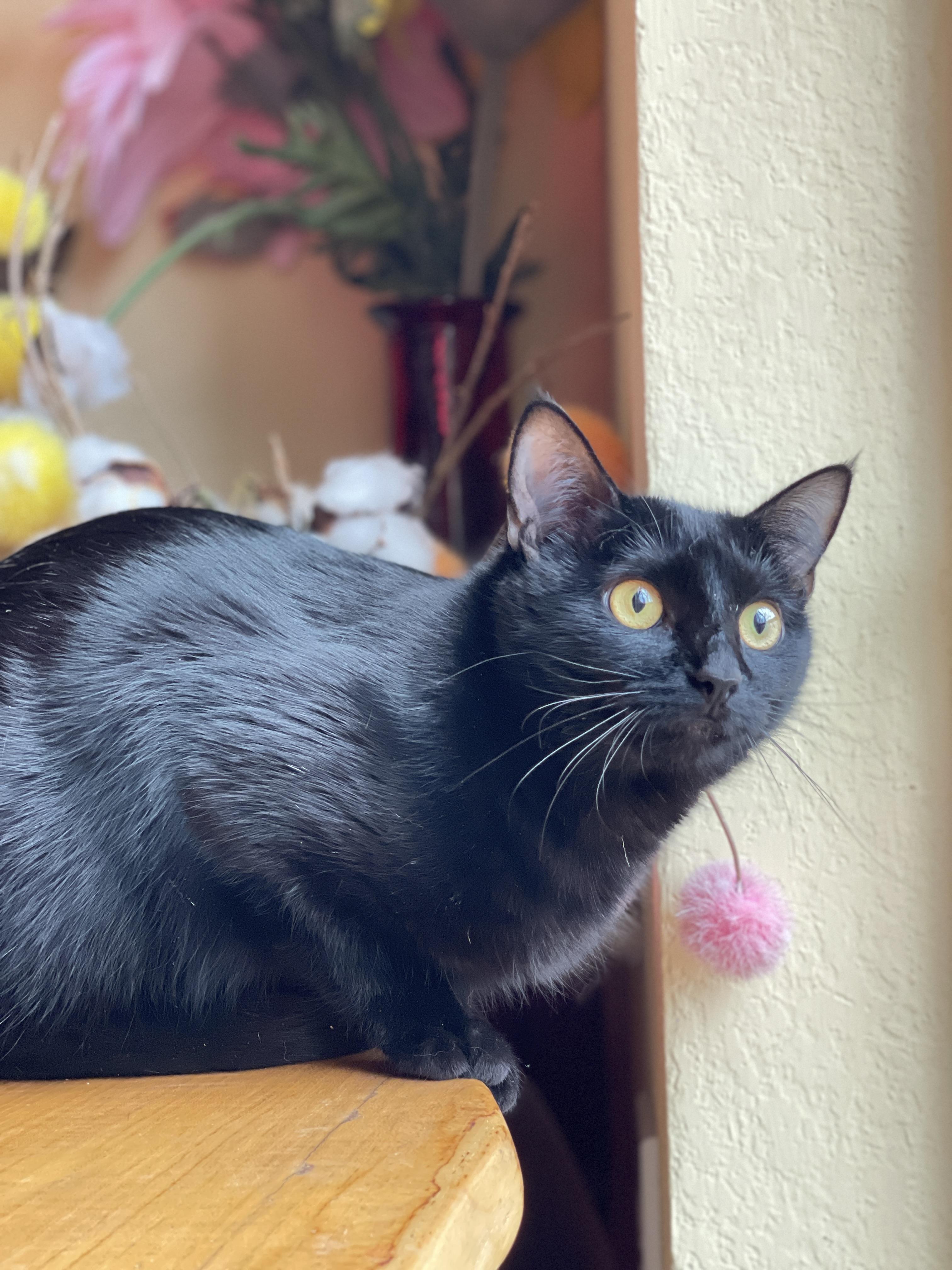 Jasmine, a Adoptable Domestic Short Hair in Keller, TX image 1/6