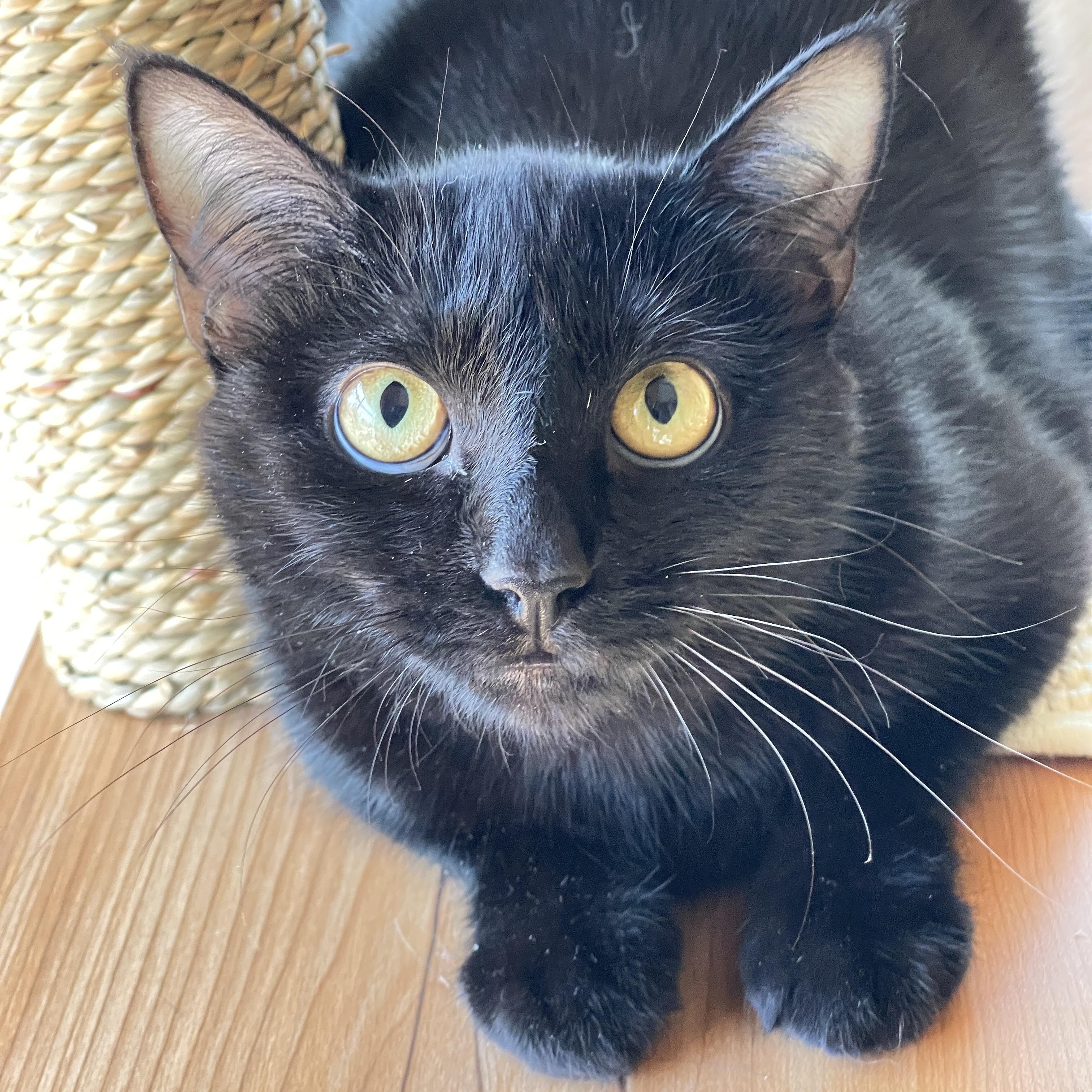 Jasmine, a Adoptable Domestic Short Hair in Keller, TX image 6/6