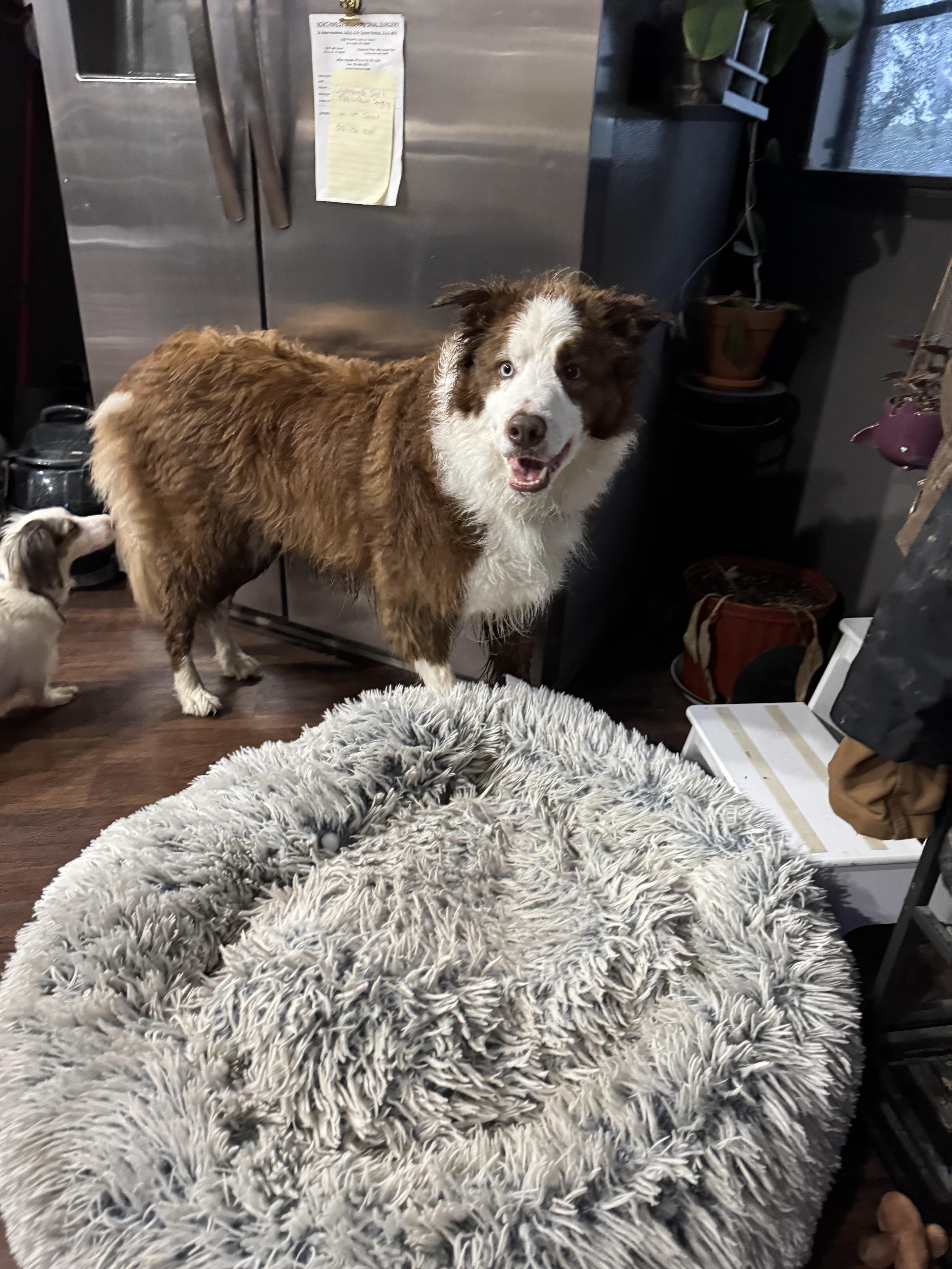 Enlarge Sherlock, an adopted Border Collie in Stewartsville, MO image 2/5