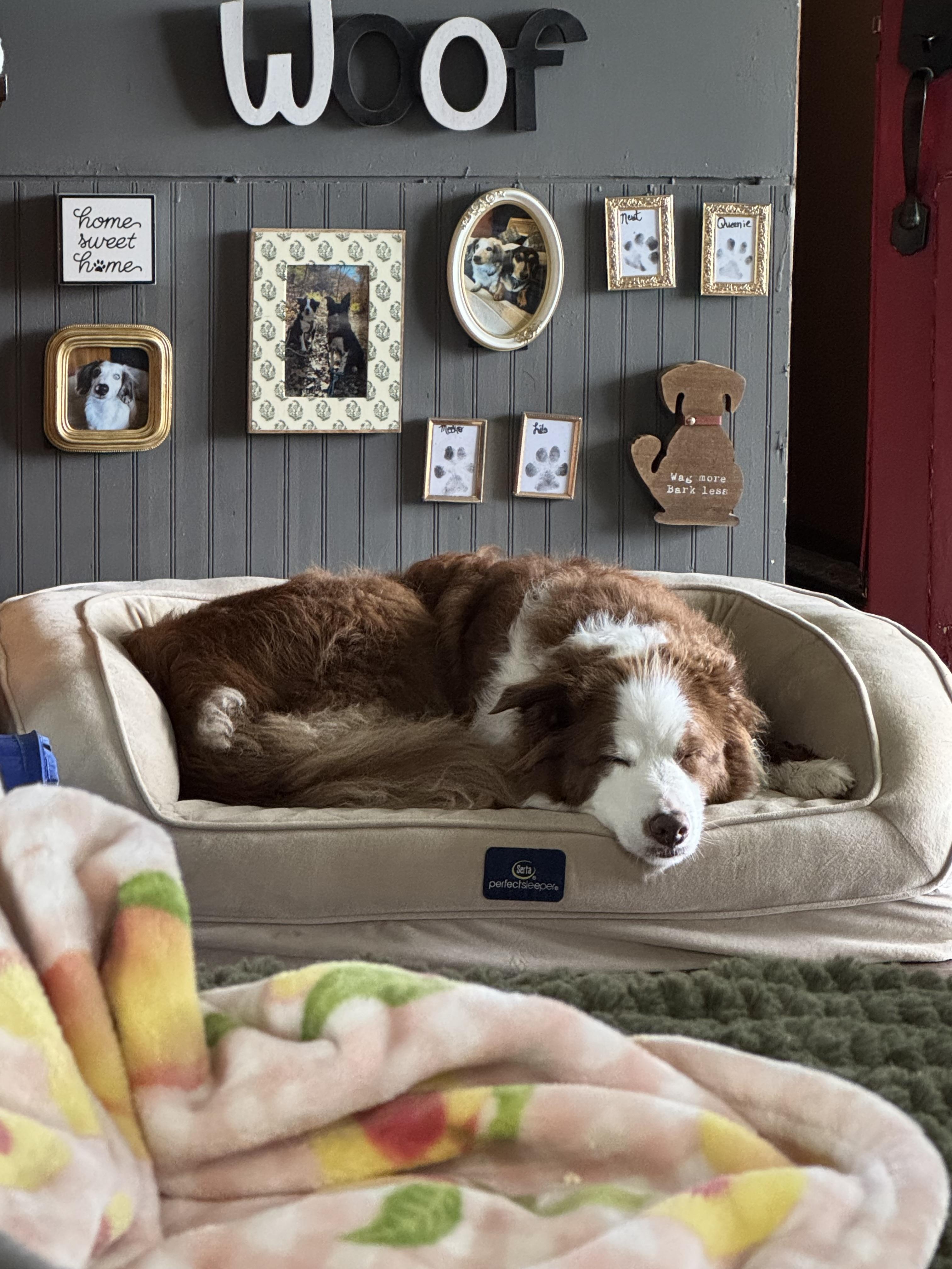 Enlarge Sherlock, an adopted Border Collie in Stewartsville, MO image 3/5