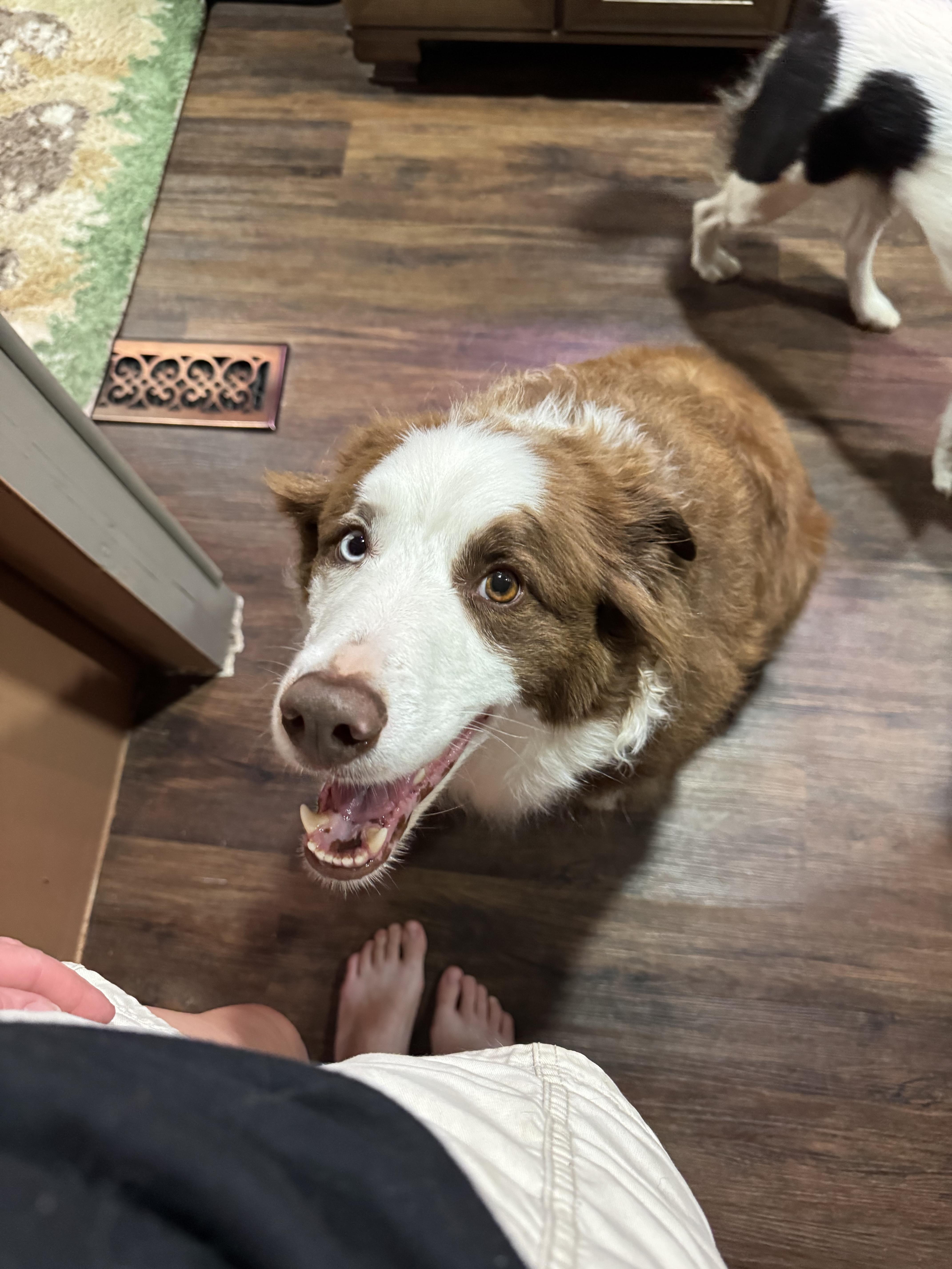 Enlarge Sherlock, an adopted Border Collie in Stewartsville, MO image 5/5