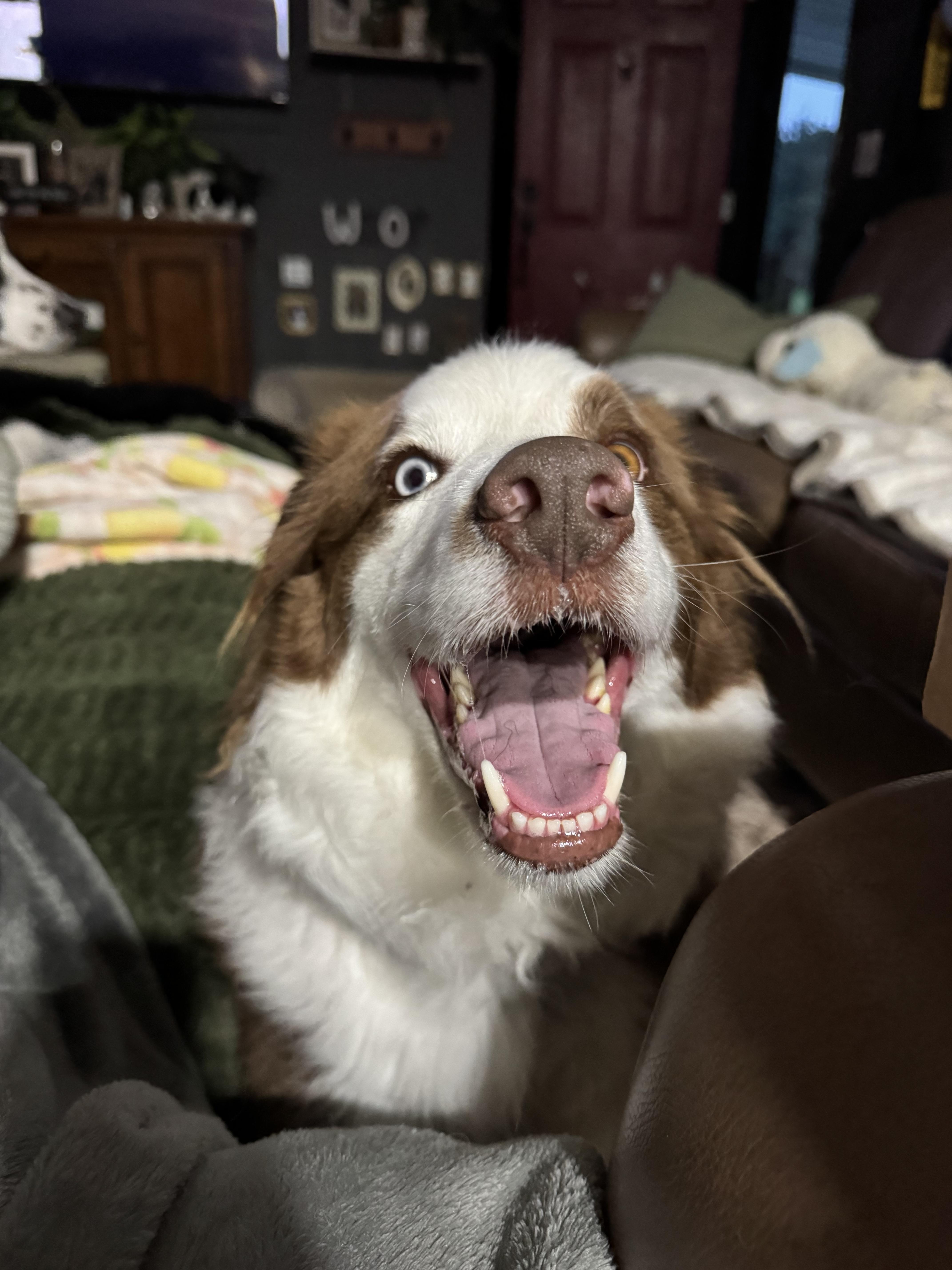 Sherlock, adopted, Adult Male Border Collie.