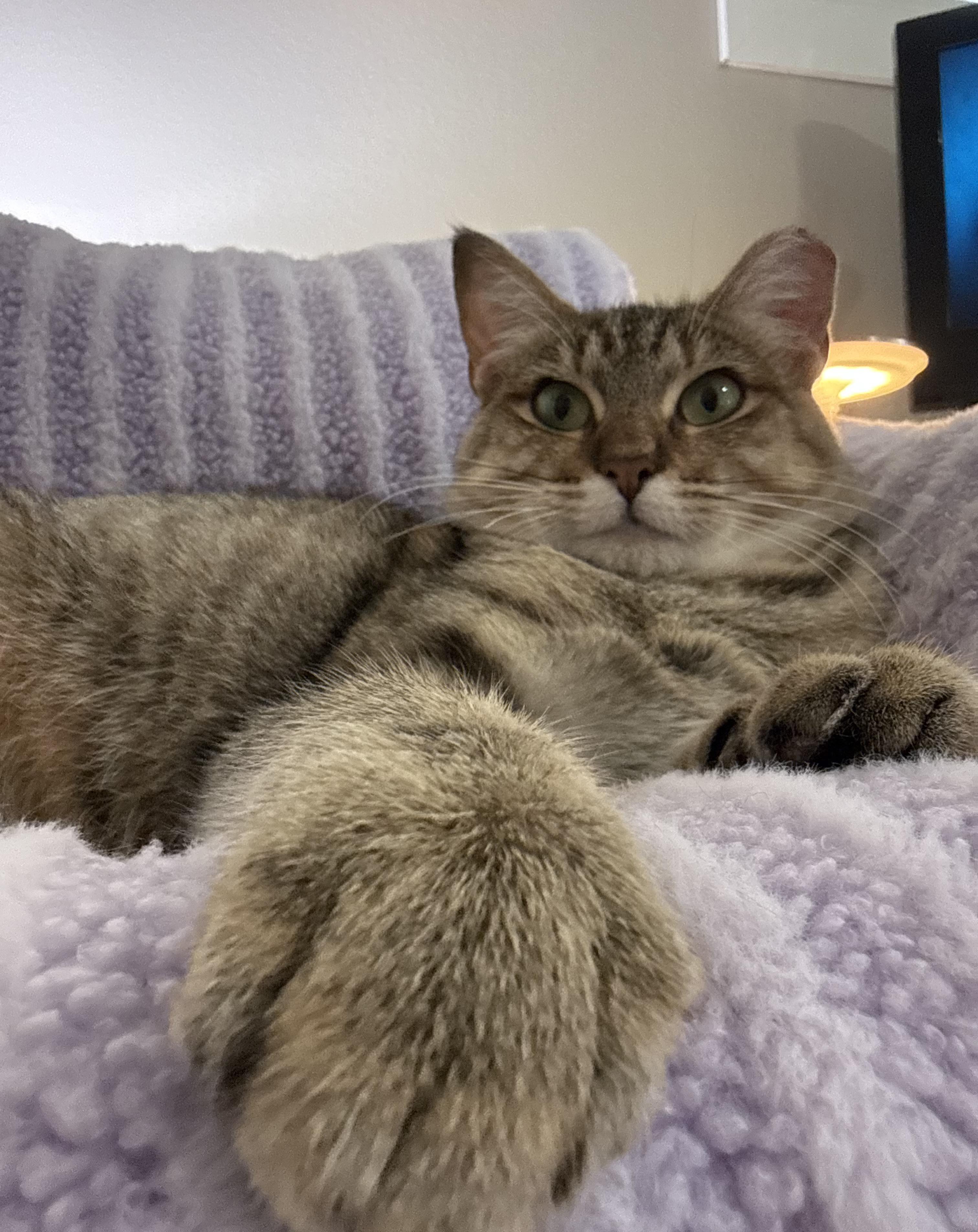Enlarge Tiny, a Adopted Domestic Short Hair in Brooklyn Center, MN image 6/6