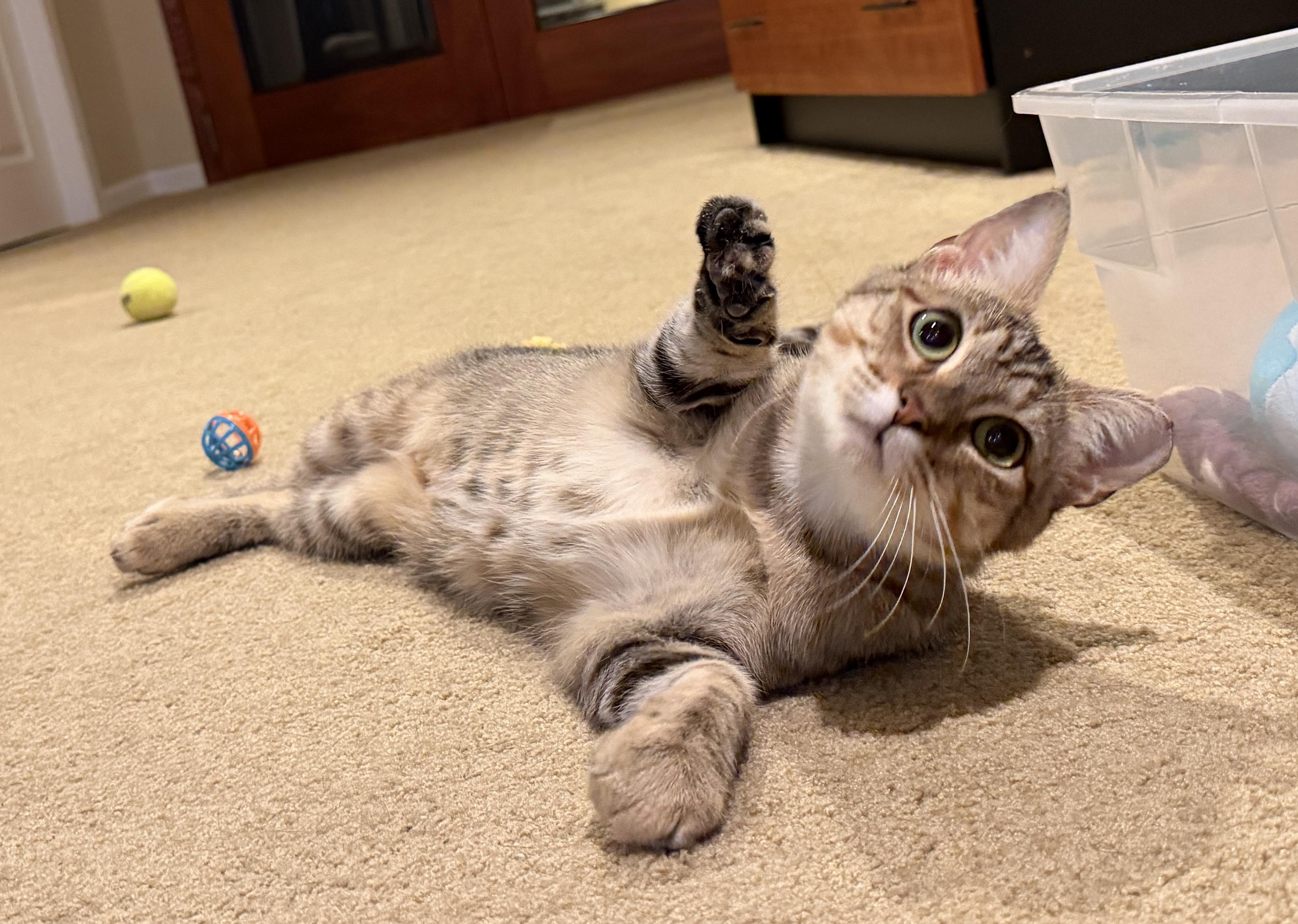 Tiny, Adopted, Young Female Domestic Short Hair.