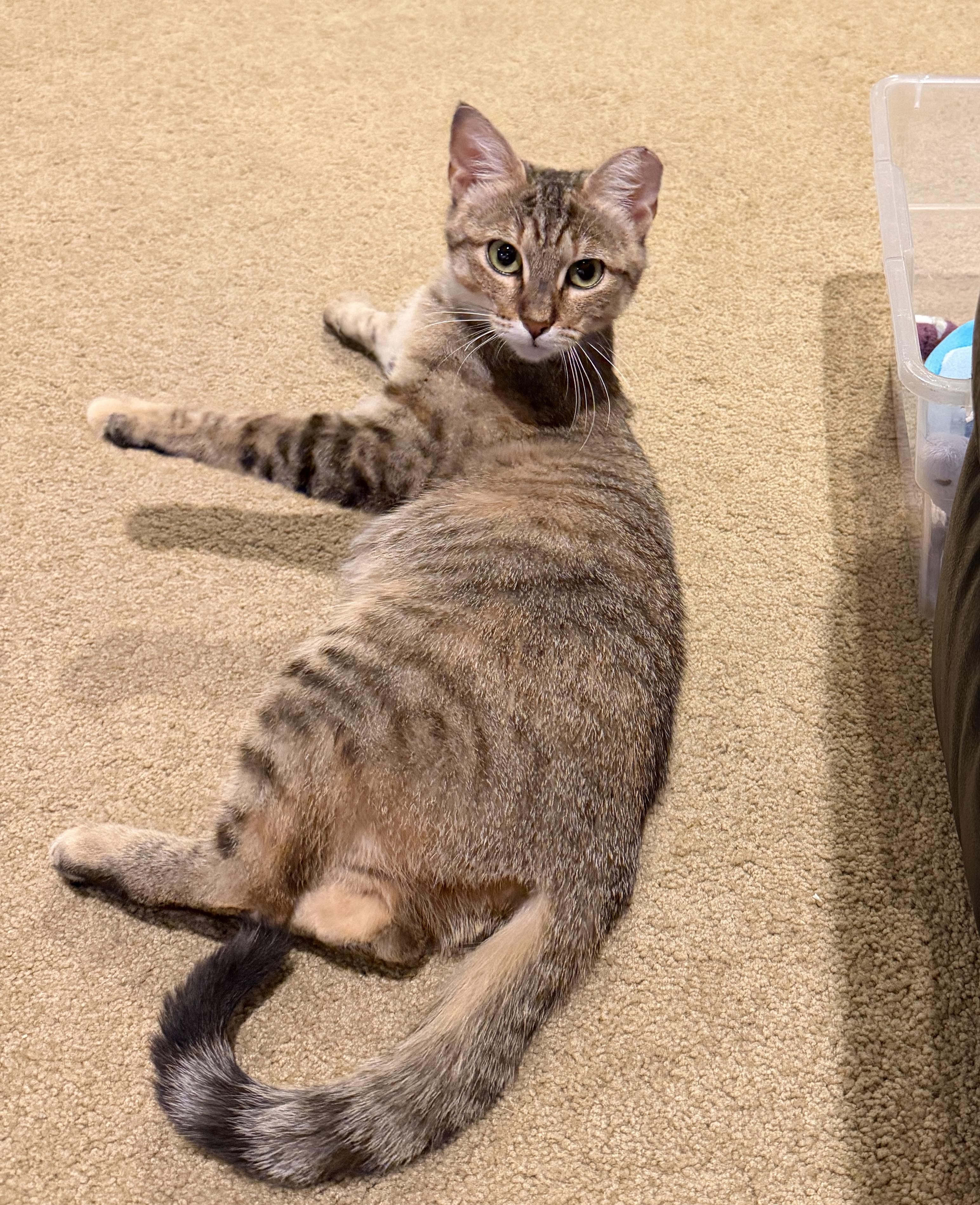 Enlarge Tiny, a Adopted Domestic Short Hair in Brooklyn Center, MN image 5/6