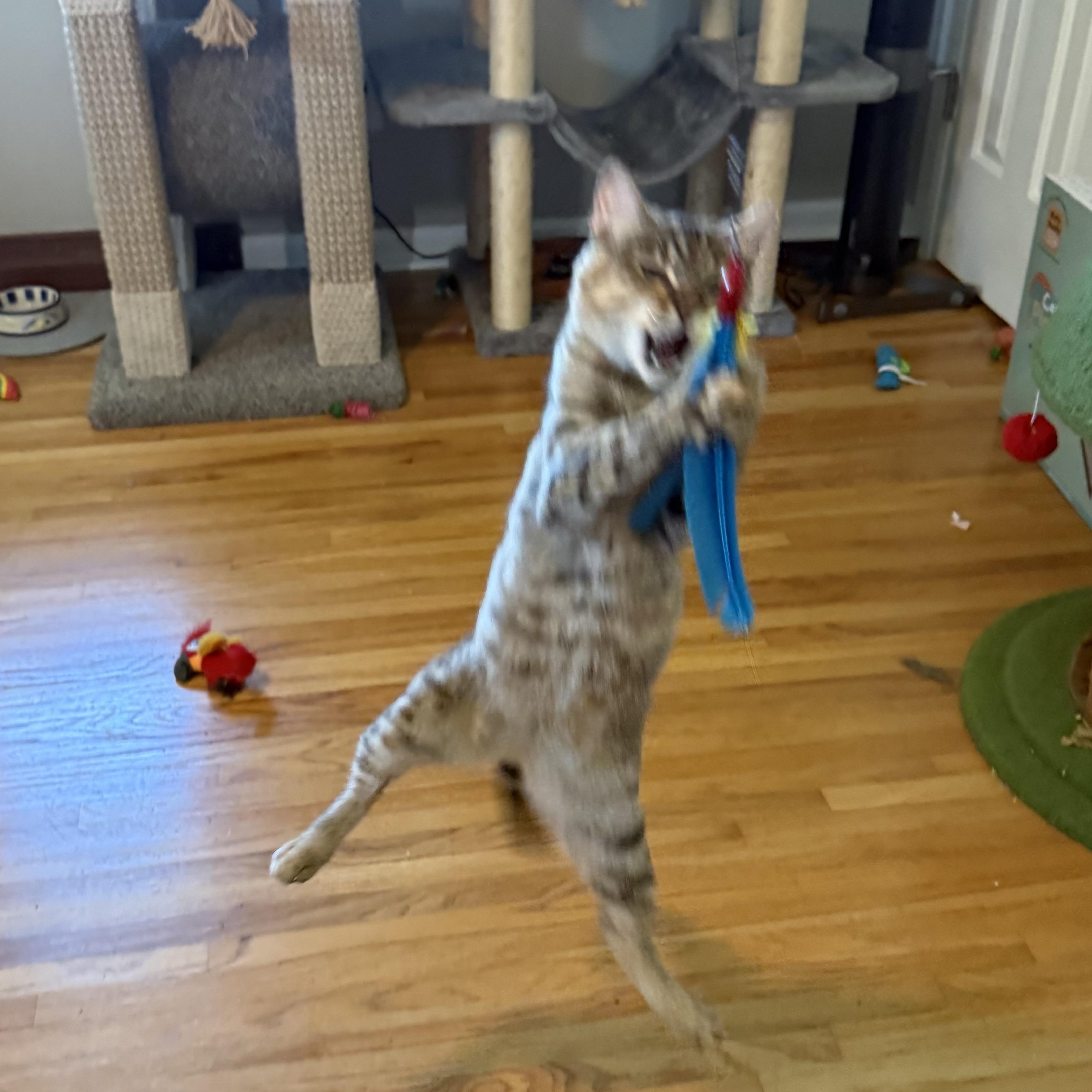 Enlarge Tiny, a Adopted Domestic Short Hair in Brooklyn Center, MN image 2/6