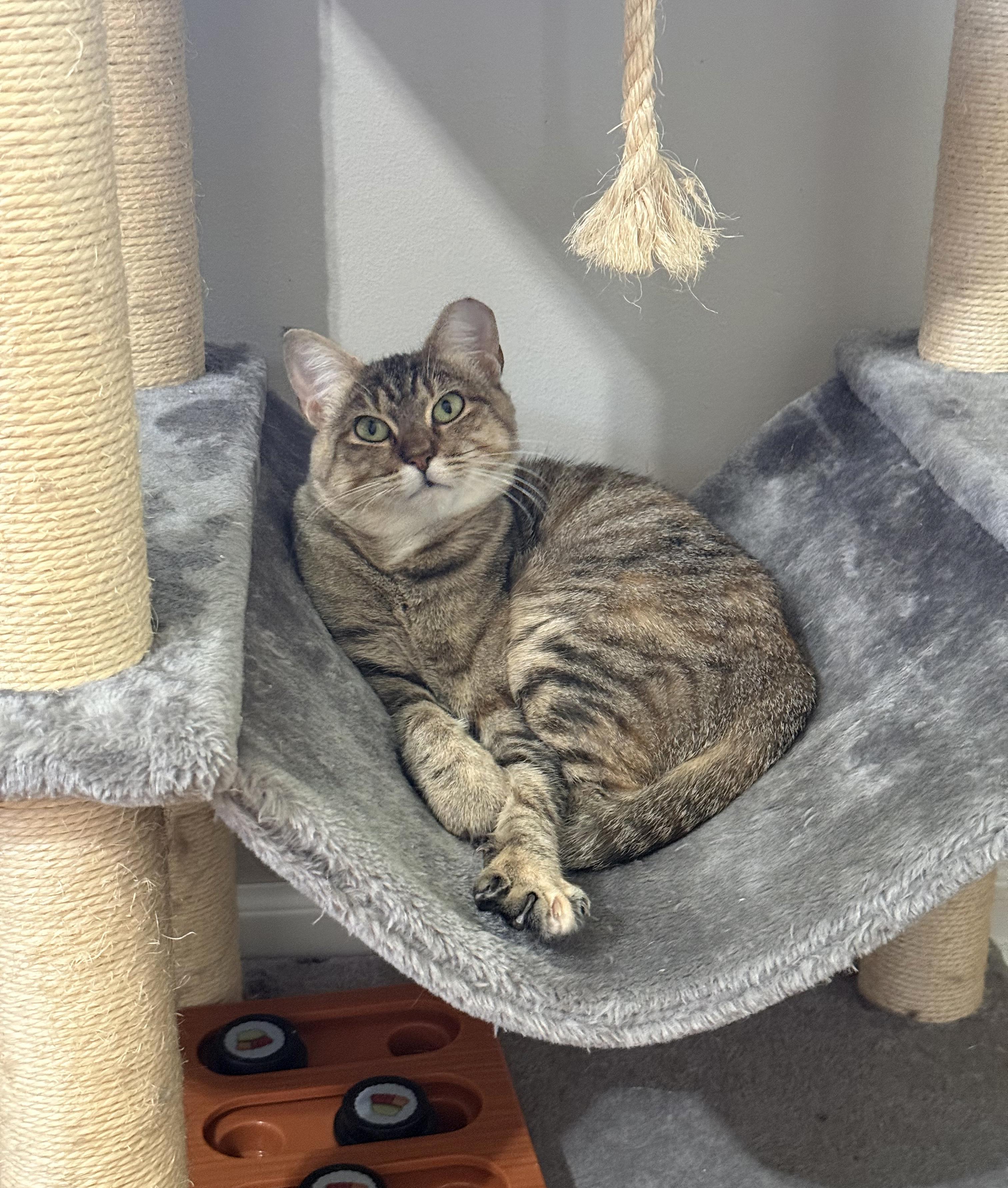 Enlarge Tiny, a Adopted Domestic Short Hair in Brooklyn Center, MN image 4/6