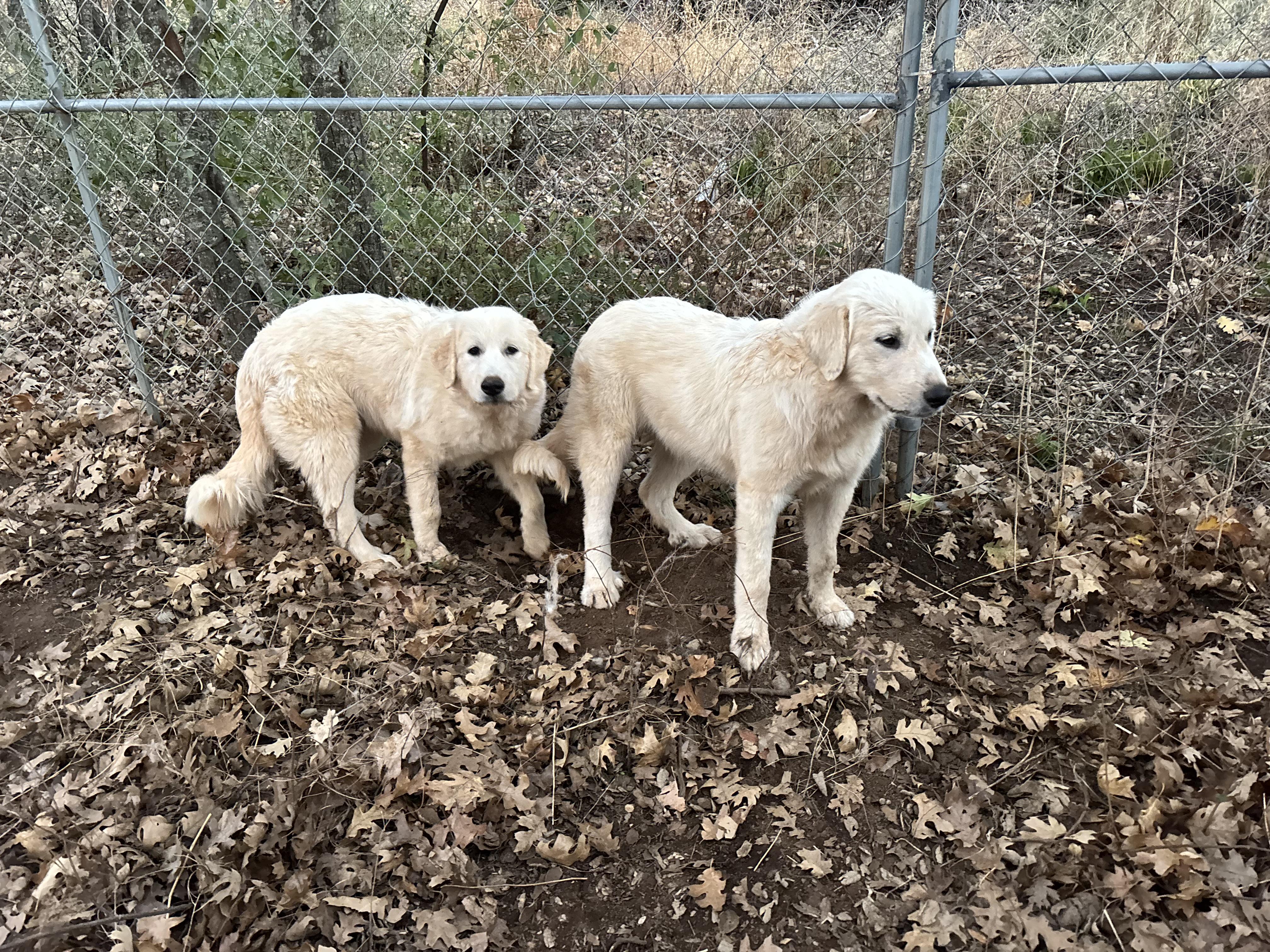 Enlarge Bonnie, a ADOPTABLE Great Pyrenees in San Diego, CA image 3/4
