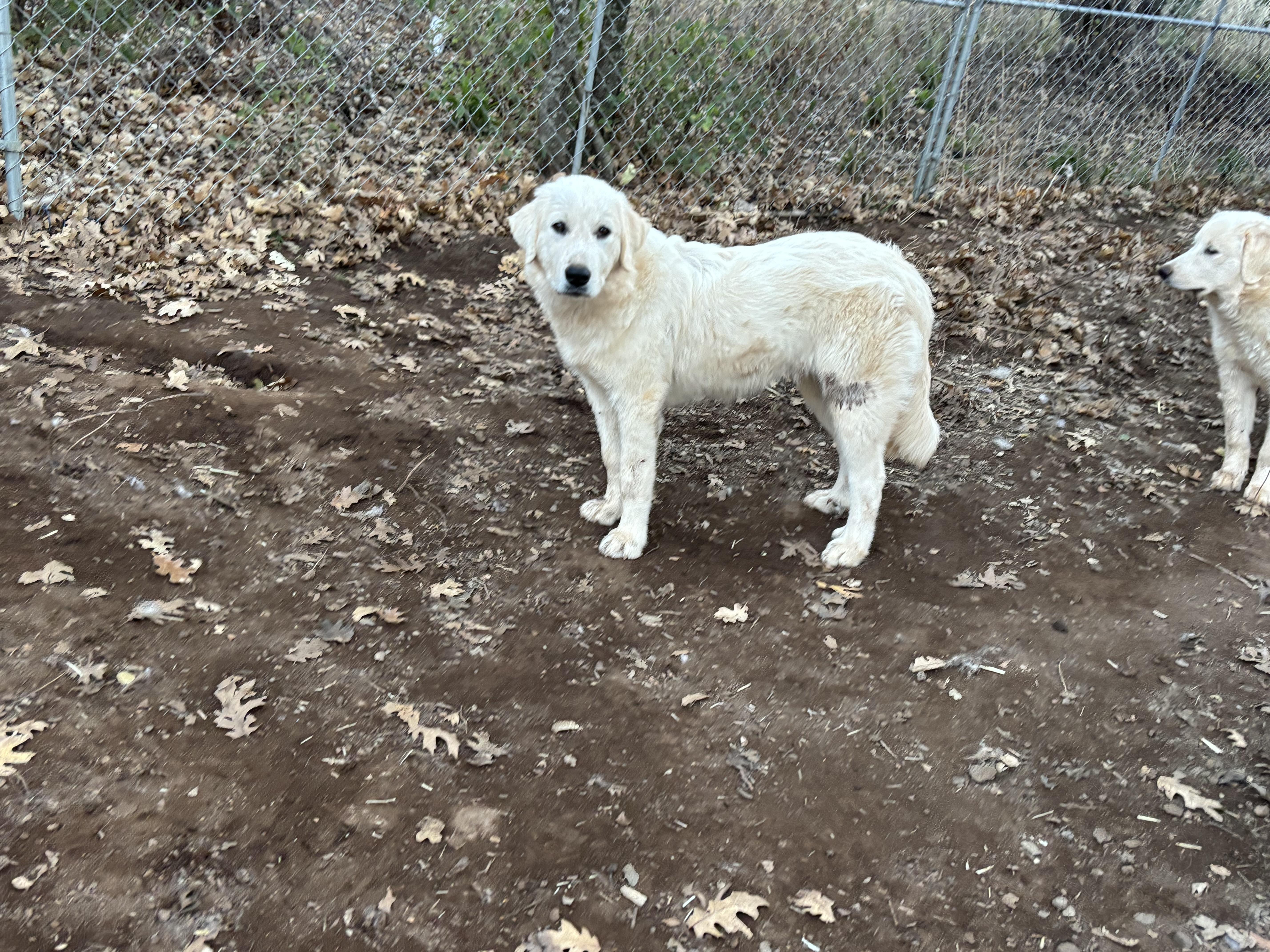 Enlarge Bonnie, a ADOPTABLE Great Pyrenees in San Diego, CA image 4/4