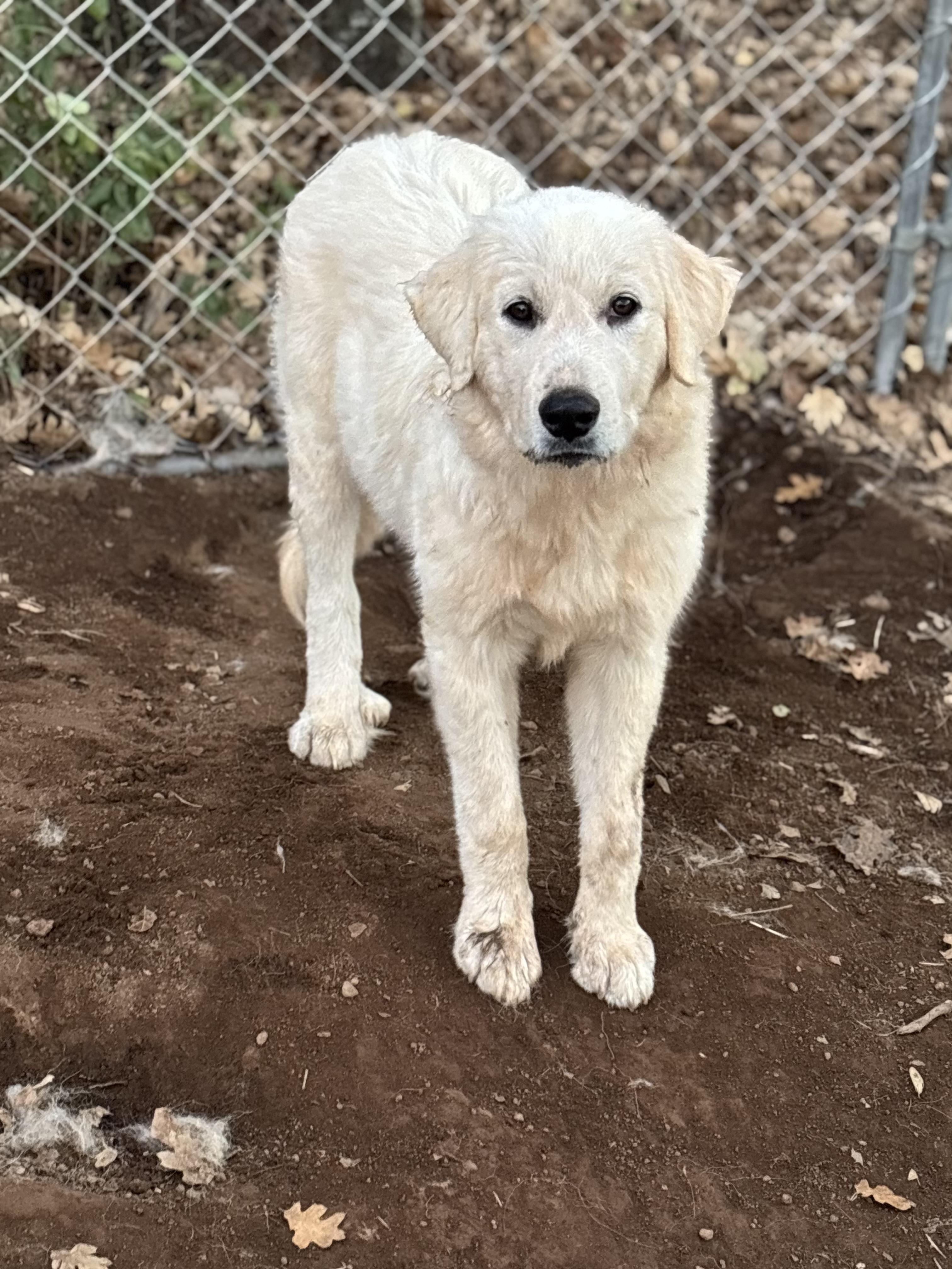 Enlarge Bonnie, a ADOPTABLE Great Pyrenees in San Diego, CA image 1/4