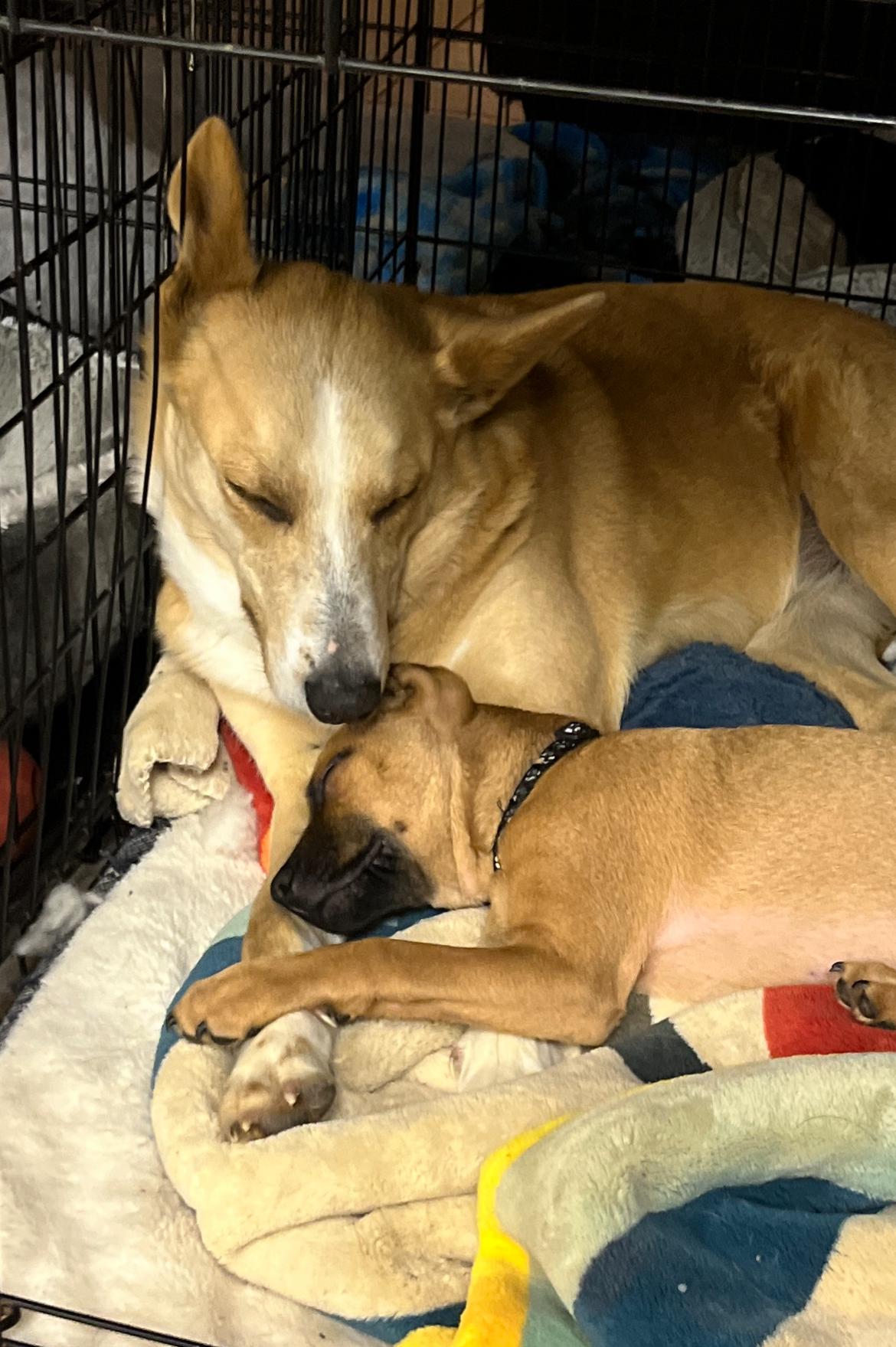 Enlarge Reese, a Adoptable mixed breed in Gilbert, AZ image 2/5