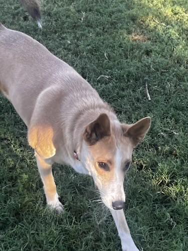 Enlarge Reese, a Adoptable mixed breed in Gilbert, AZ image 4/5