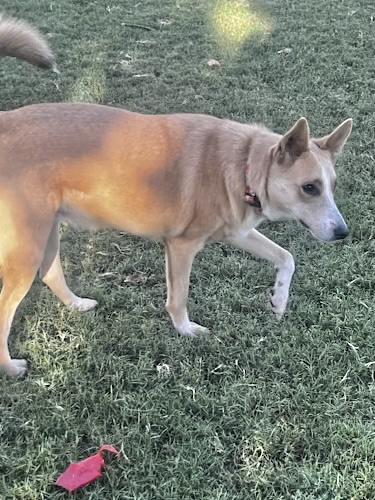 Enlarge Reese, a Adoptable mixed breed in Gilbert, AZ image 3/5