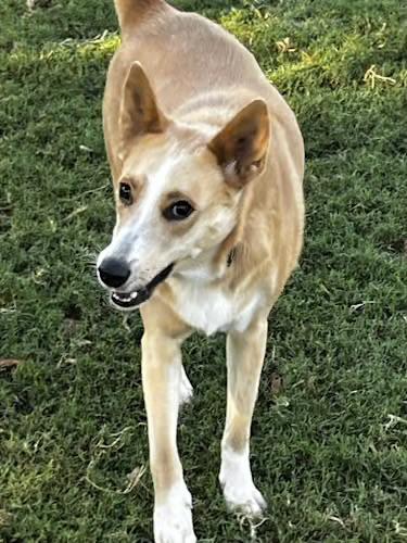 Enlarge Reese, a Adoptable mixed breed in Gilbert, AZ image 1/5