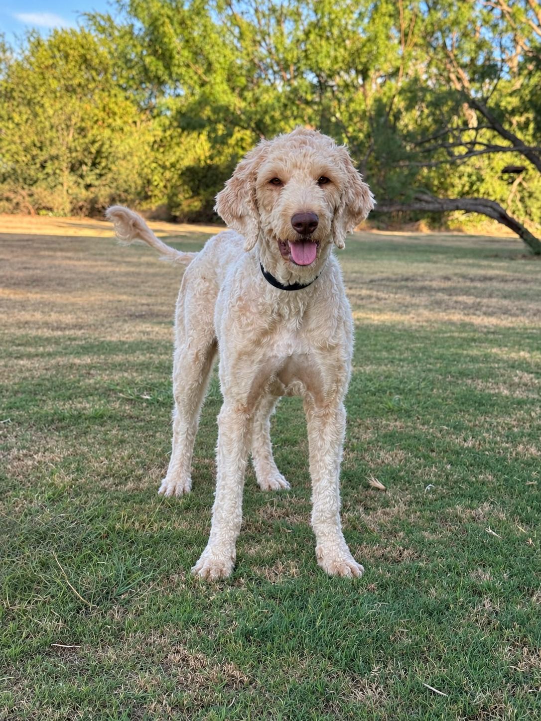 Lainey, Adopted, Adult Female Standard Poodle.