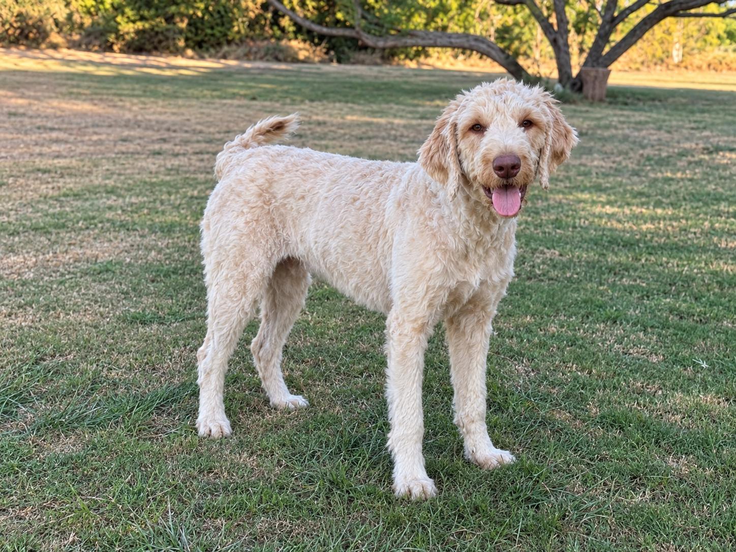 Enlarge Lainey, a Adopted Standard Poodle in Helotes, TX image 3/3