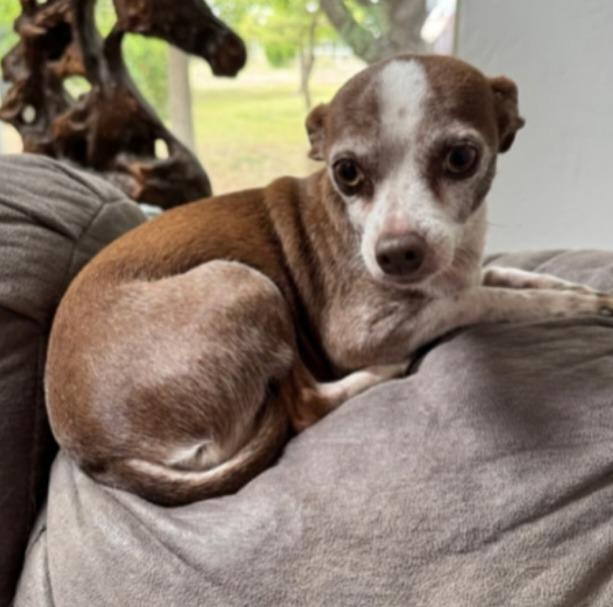Bruiser, Adoptable, Adult Male Chihuahua & Dachshund.
