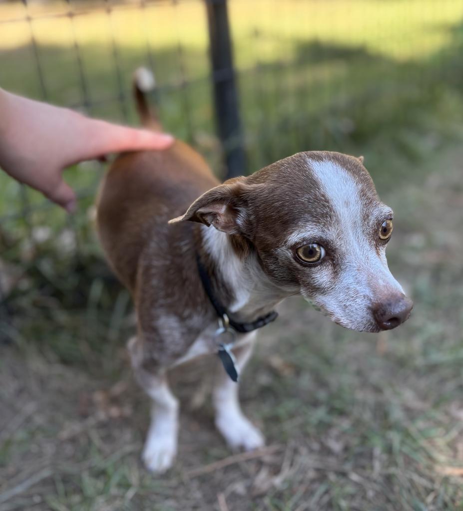 Bruiser, a Adoptable mixed breed in Thompson Falls, MT image 2/2