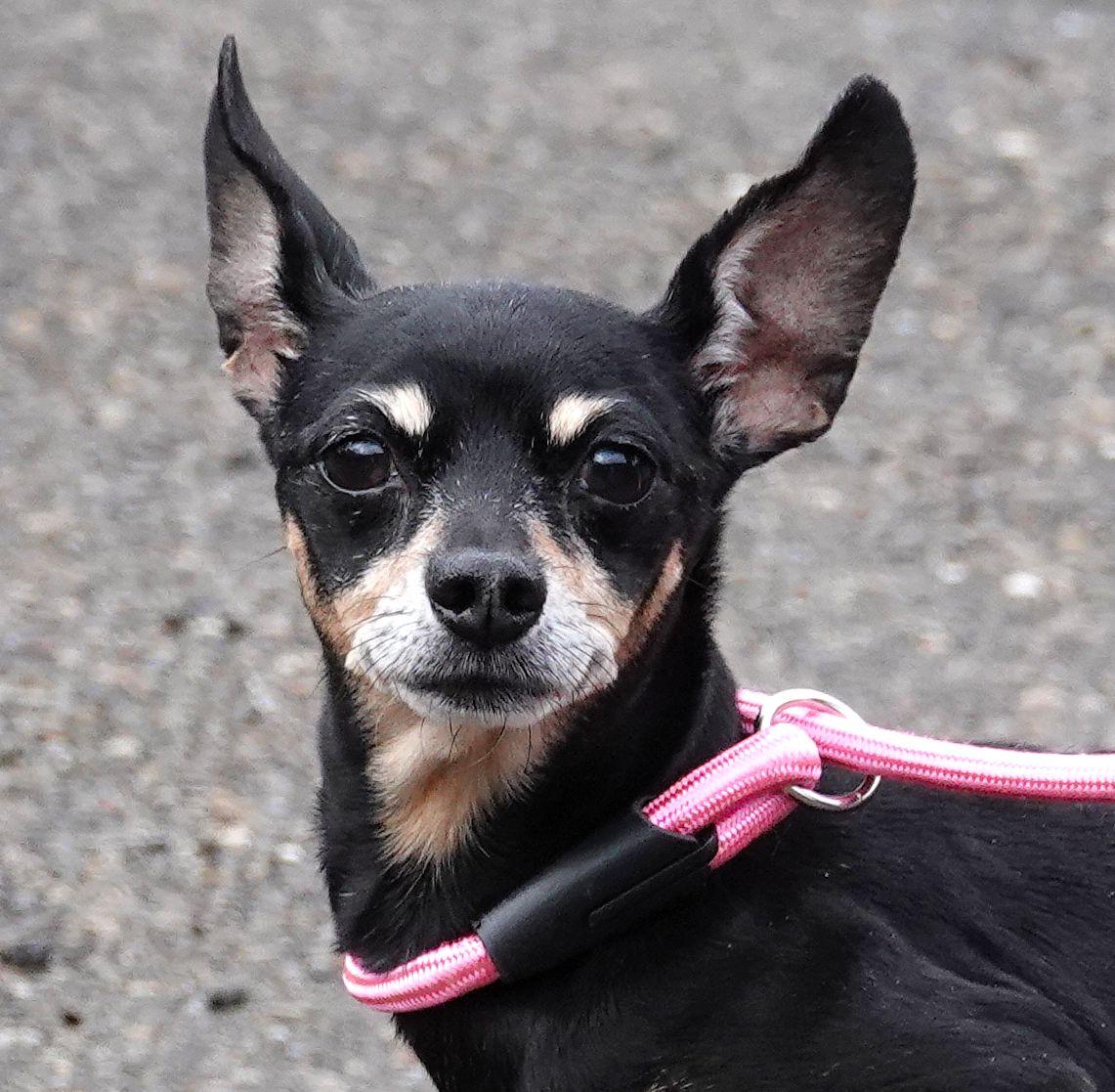 Abby, a ADOPTABLE mixed breed in Millfield, OH image 1/4