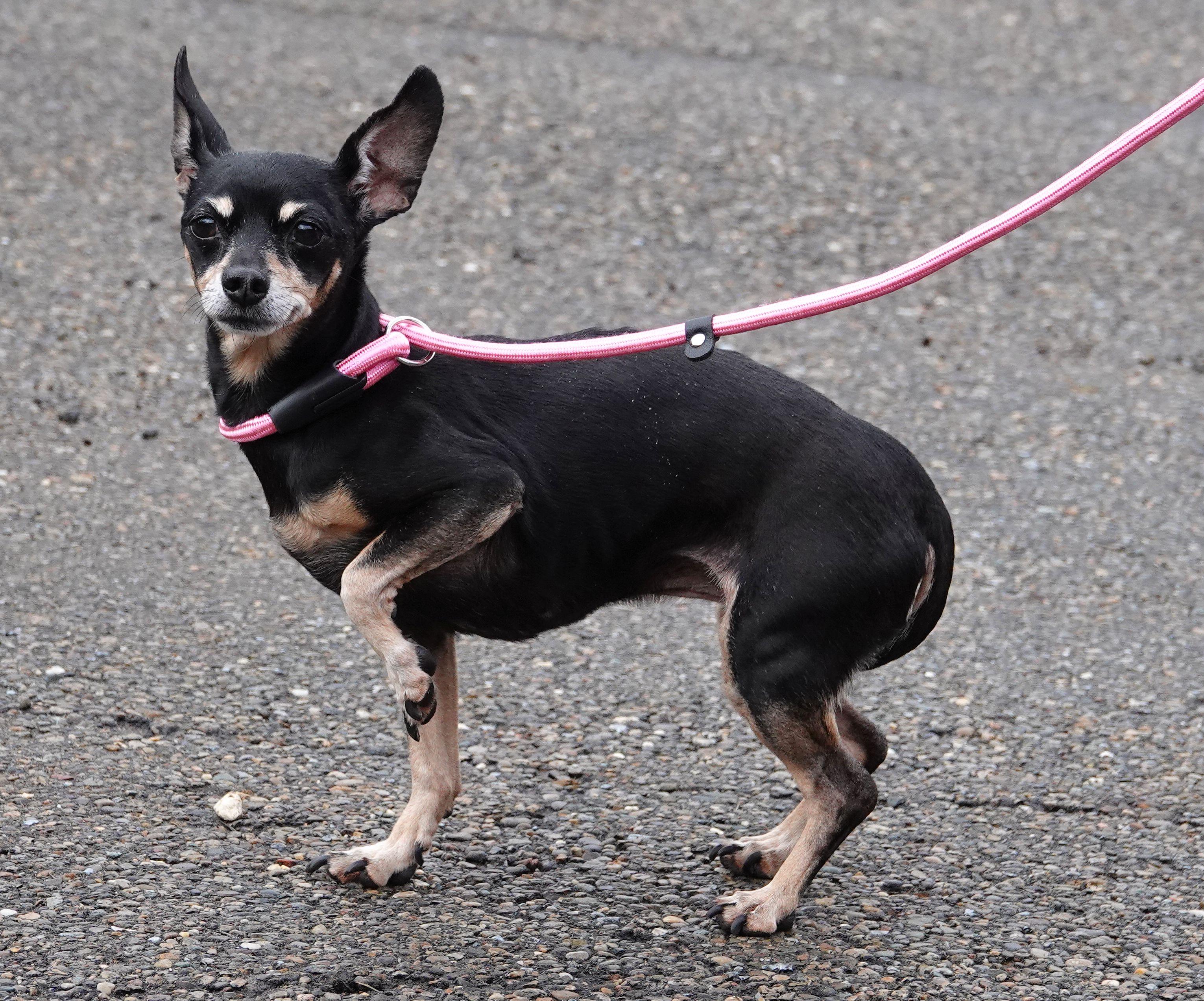 Abby, a ADOPTABLE mixed breed in Millfield, OH image 3/4