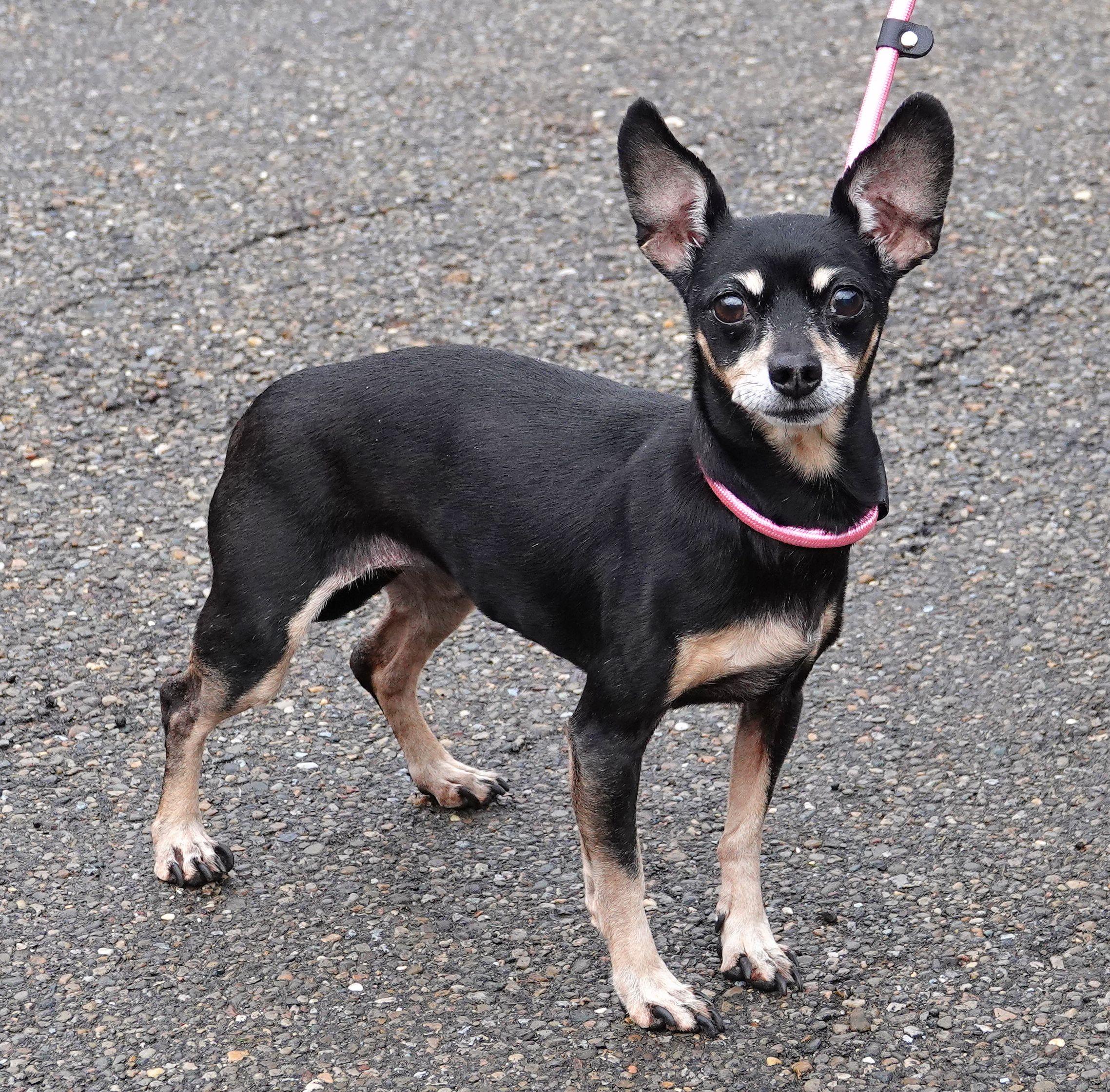 Abby, a ADOPTABLE mixed breed in Millfield, OH image 2/4