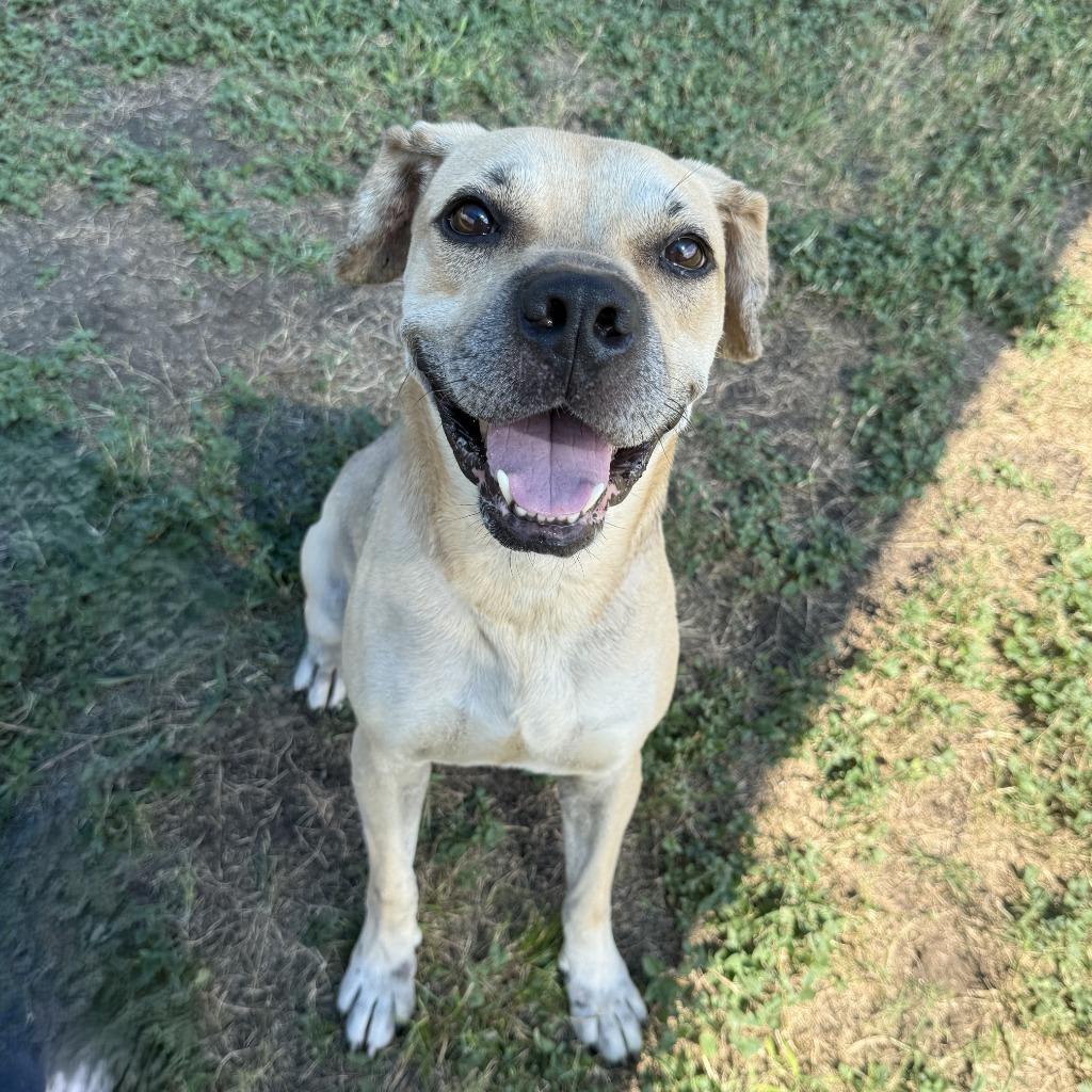Hemi, a Adoptable Labrador Retriever in Brenham, TX image 5/6