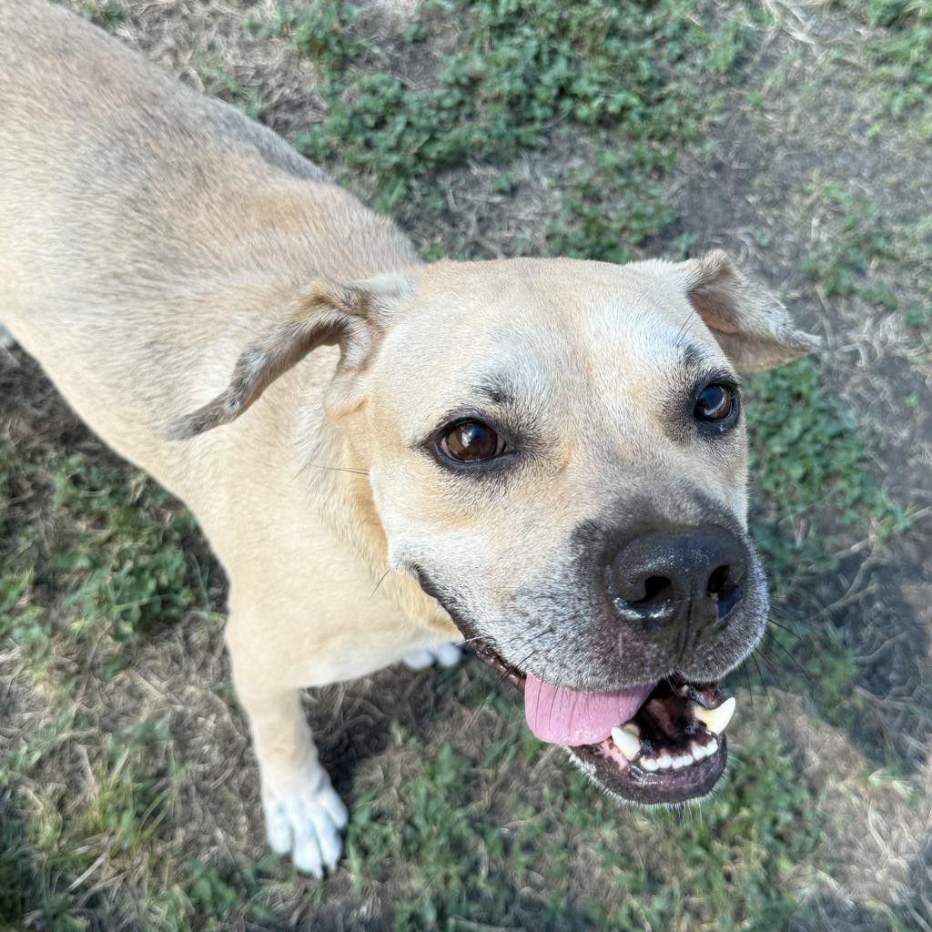 Hemi, a Adoptable Labrador Retriever in Brenham, TX image 2/6
