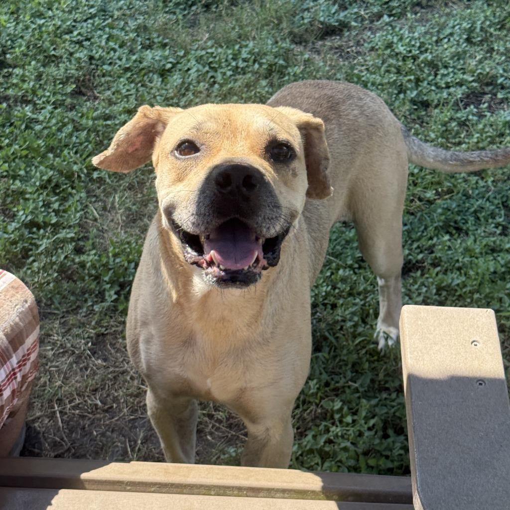 Hemi, a Adoptable Labrador Retriever in Brenham, TX image 4/6