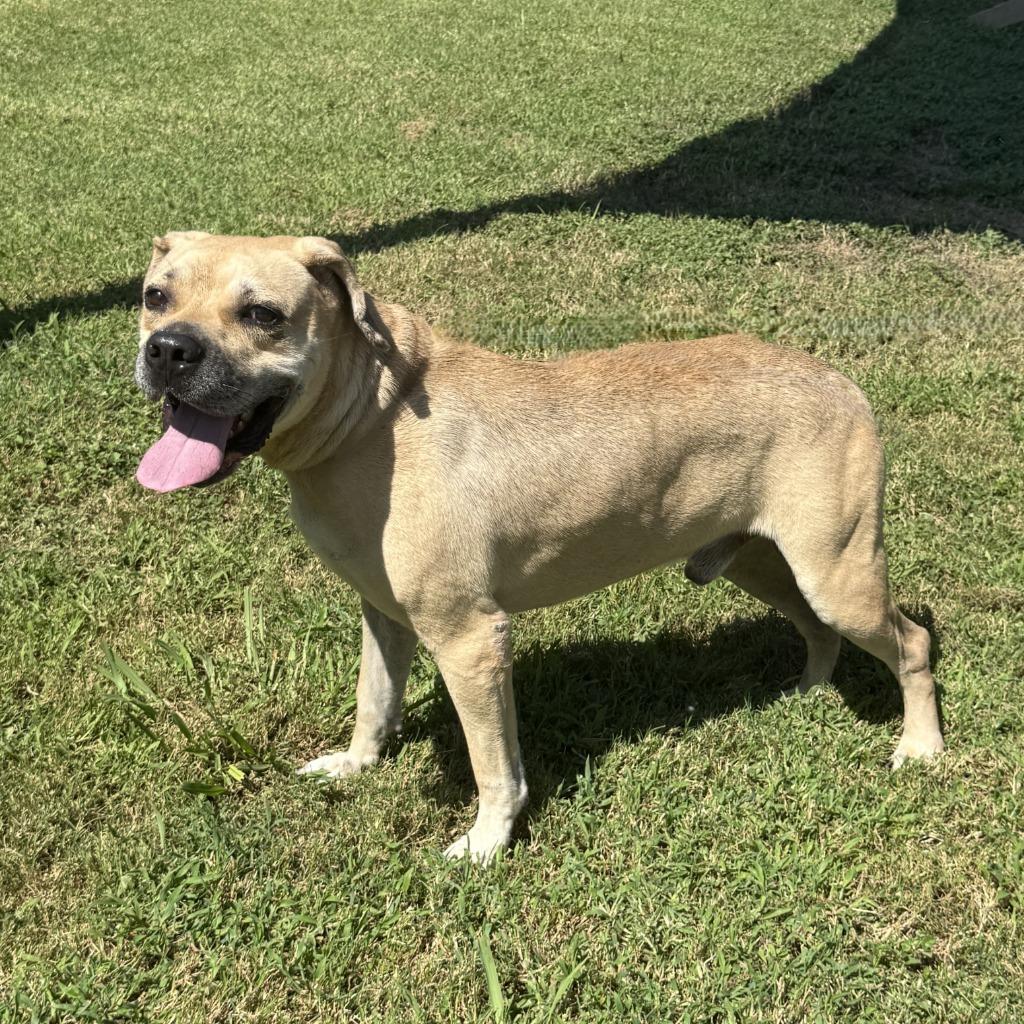 Hemi, a Adoptable Labrador Retriever in Brenham, TX image 6/6