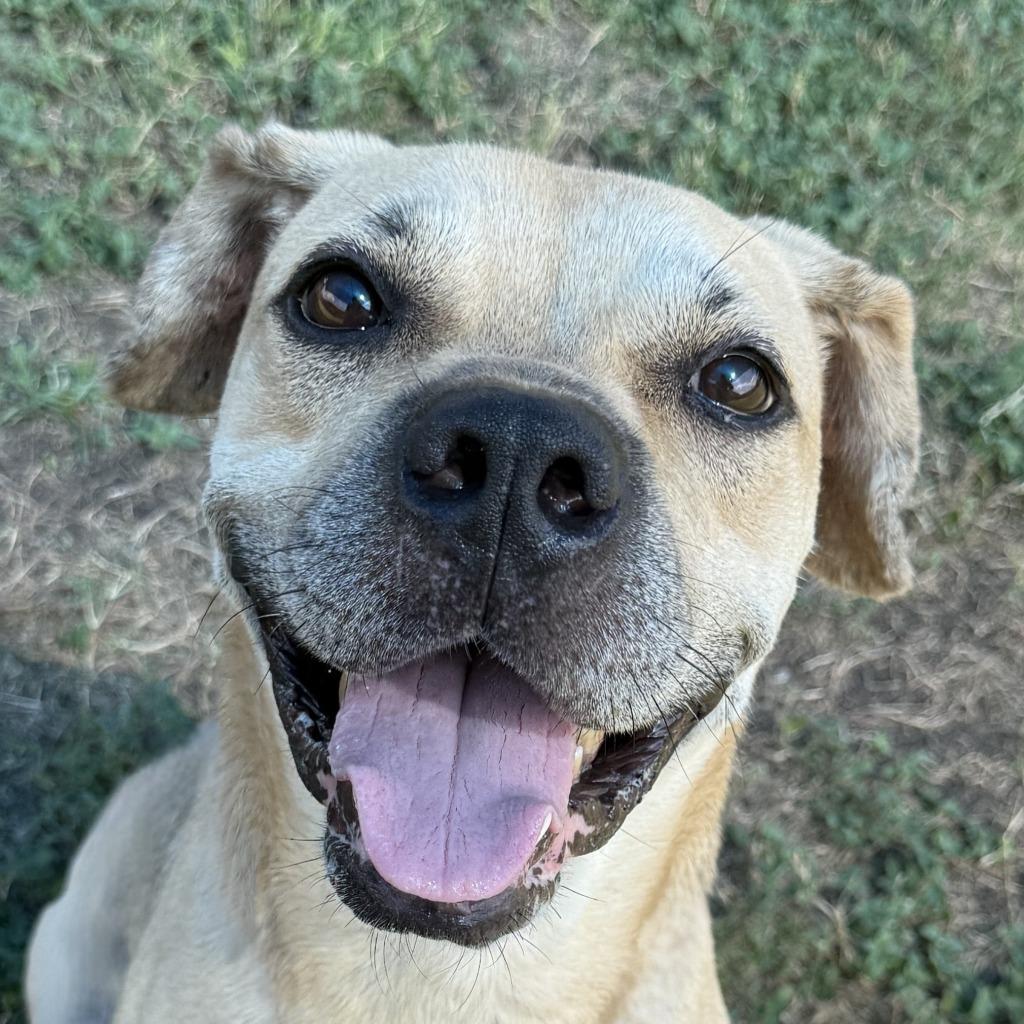 Hemi, Adoptable, Adult Male Labrador Retriever.