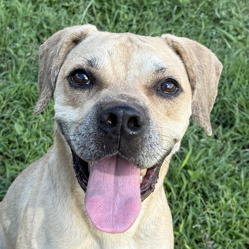 Hemi, Adoptable, Adult Male Labrador Retriever.
