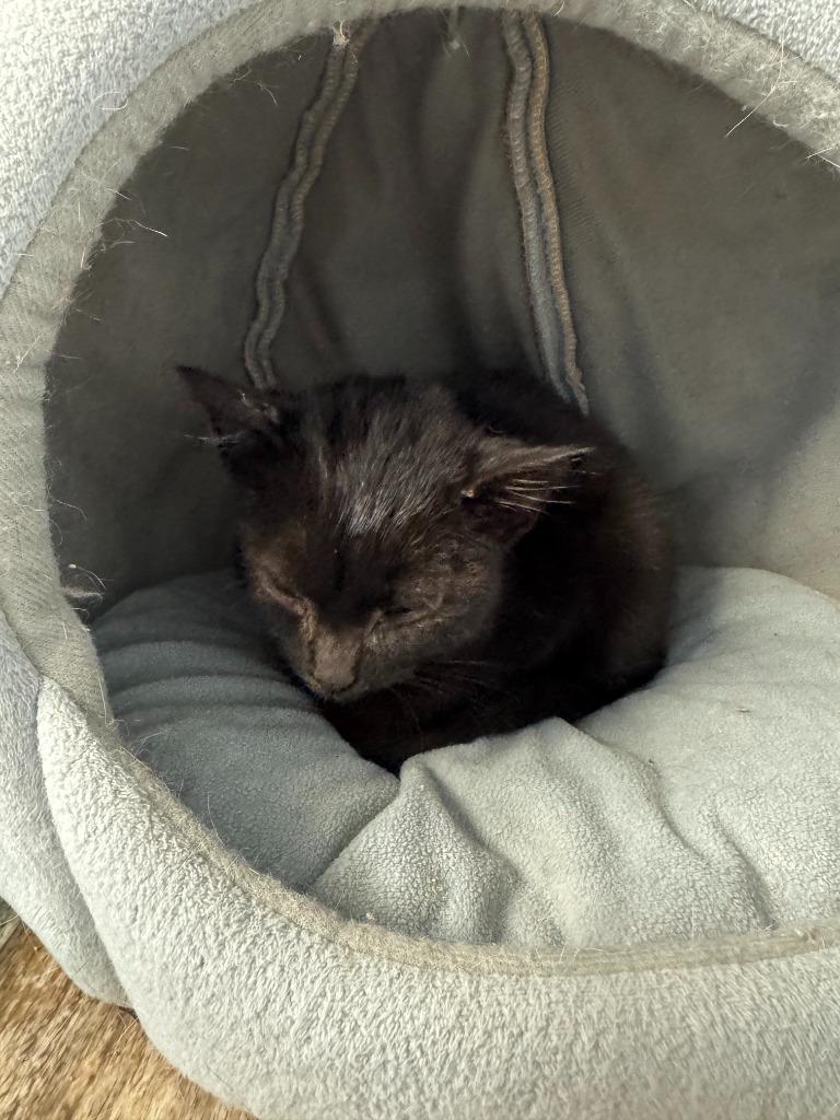 STARRY, Adoptable, Kitten Female Domestic Short Hair.