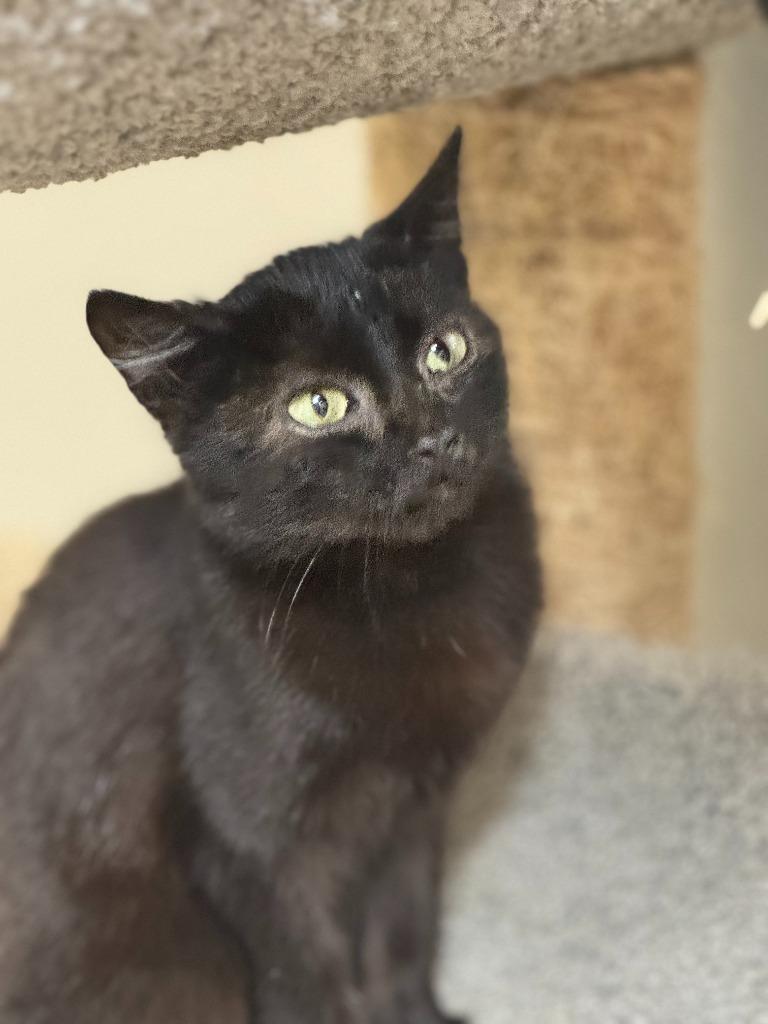 Enlarge STARRY, a Adoptable mixed breed in Algona, IA image 2/6