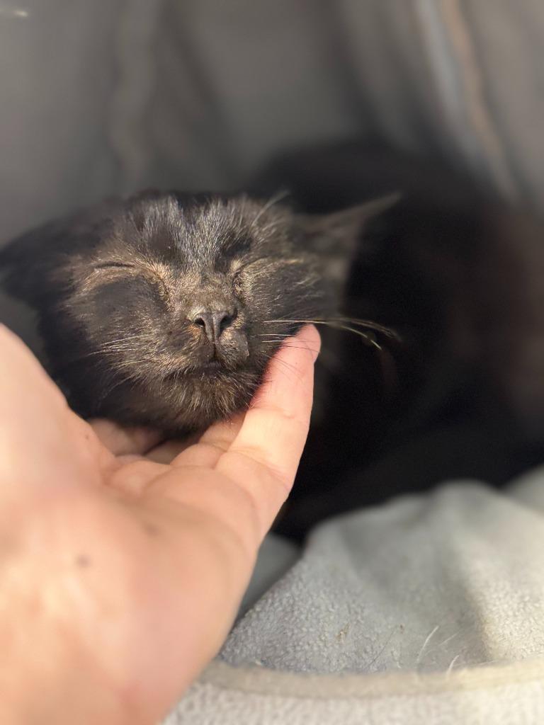 Enlarge STARRY, a Adoptable mixed breed in Algona, IA image 3/6