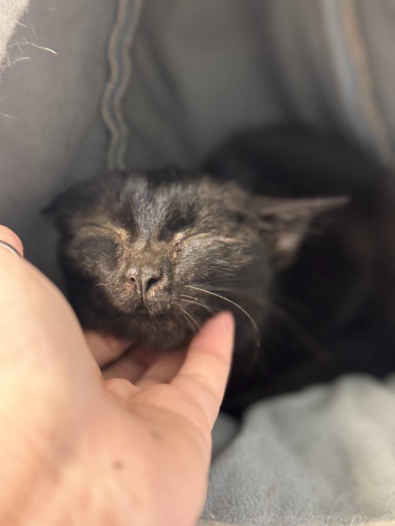 Enlarge STARRY, a Adoptable mixed breed in Algona, IA image 4/6