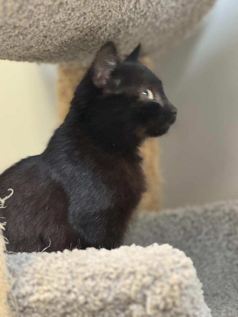 Enlarge STARRY, a Adoptable mixed breed in Algona, IA image 5/6