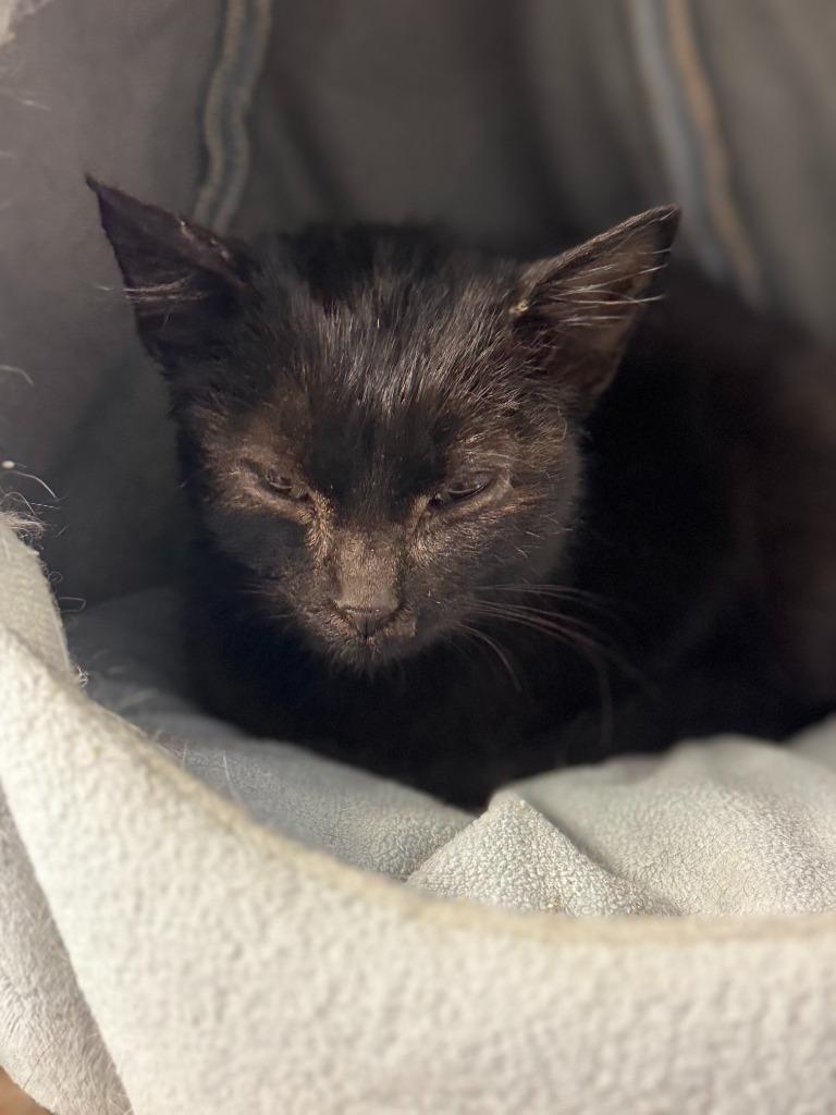 Enlarge STARRY, a Adoptable mixed breed in Algona, IA image 6/6