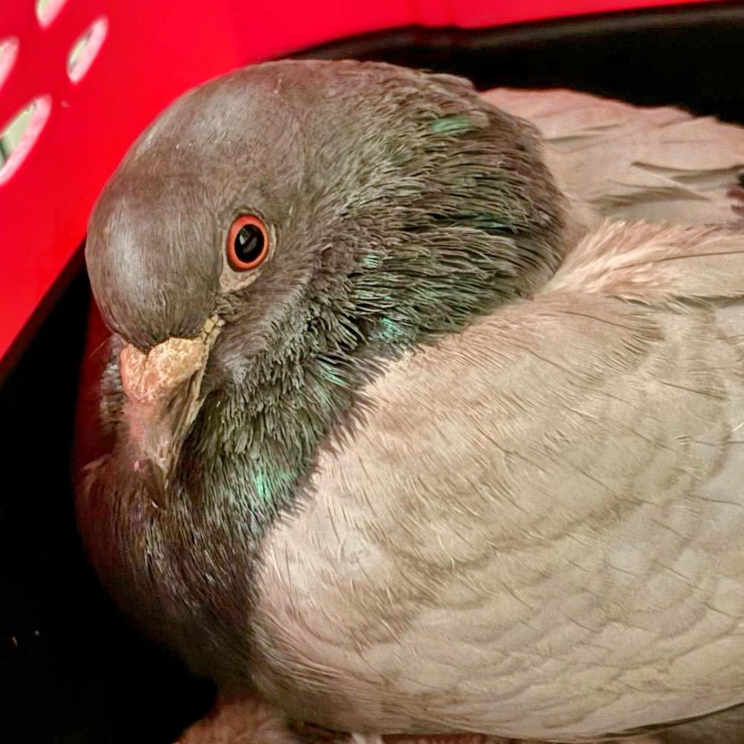 Rockstar, a Adoptable Pigeon in Chicago, IL image 1/3