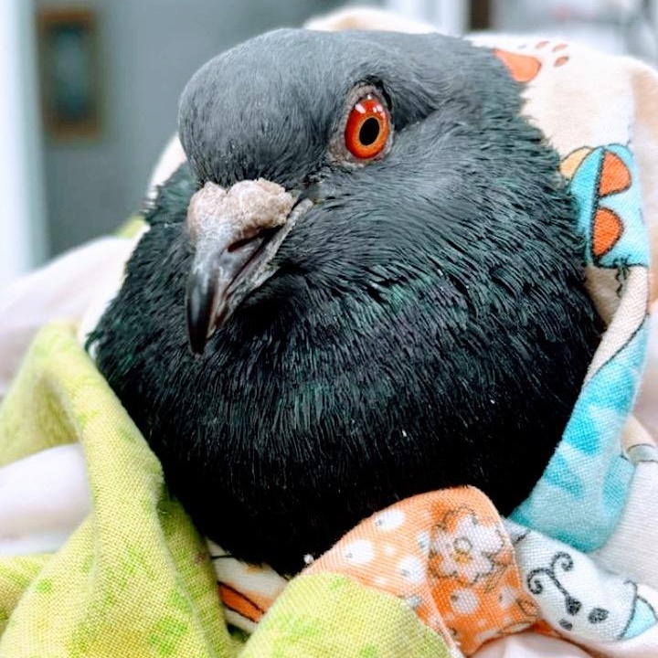 Rockstar, a Adoptable Pigeon in Chicago, IL image 2/3
