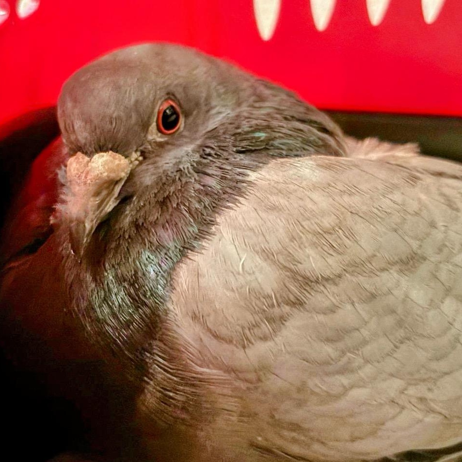 Rockstar, a Adoptable Pigeon in Chicago, IL image 3/3