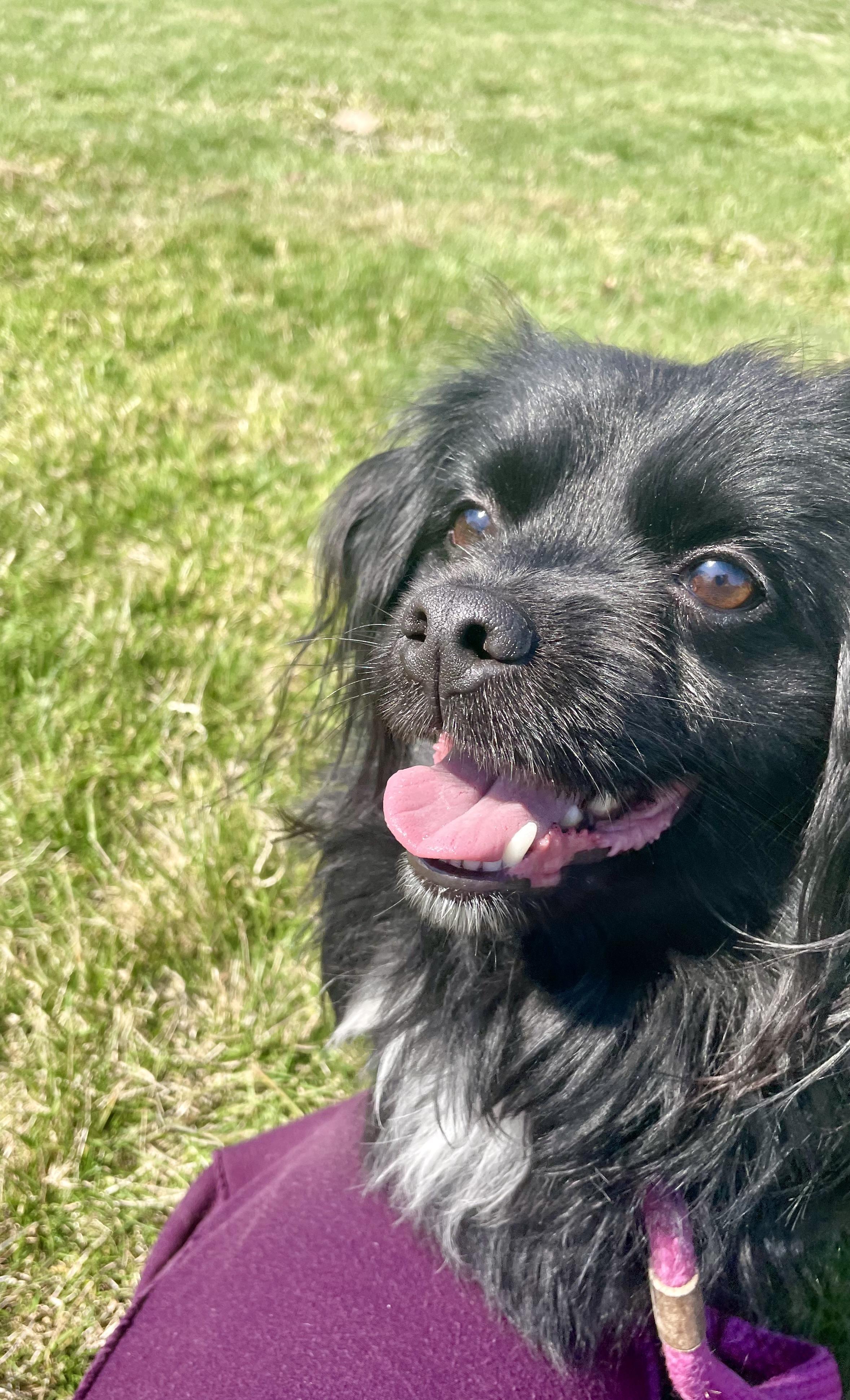 Enlarge Cole , a ADOPTABLE Tibetan Spaniel in East Orange, NJ image 1/5