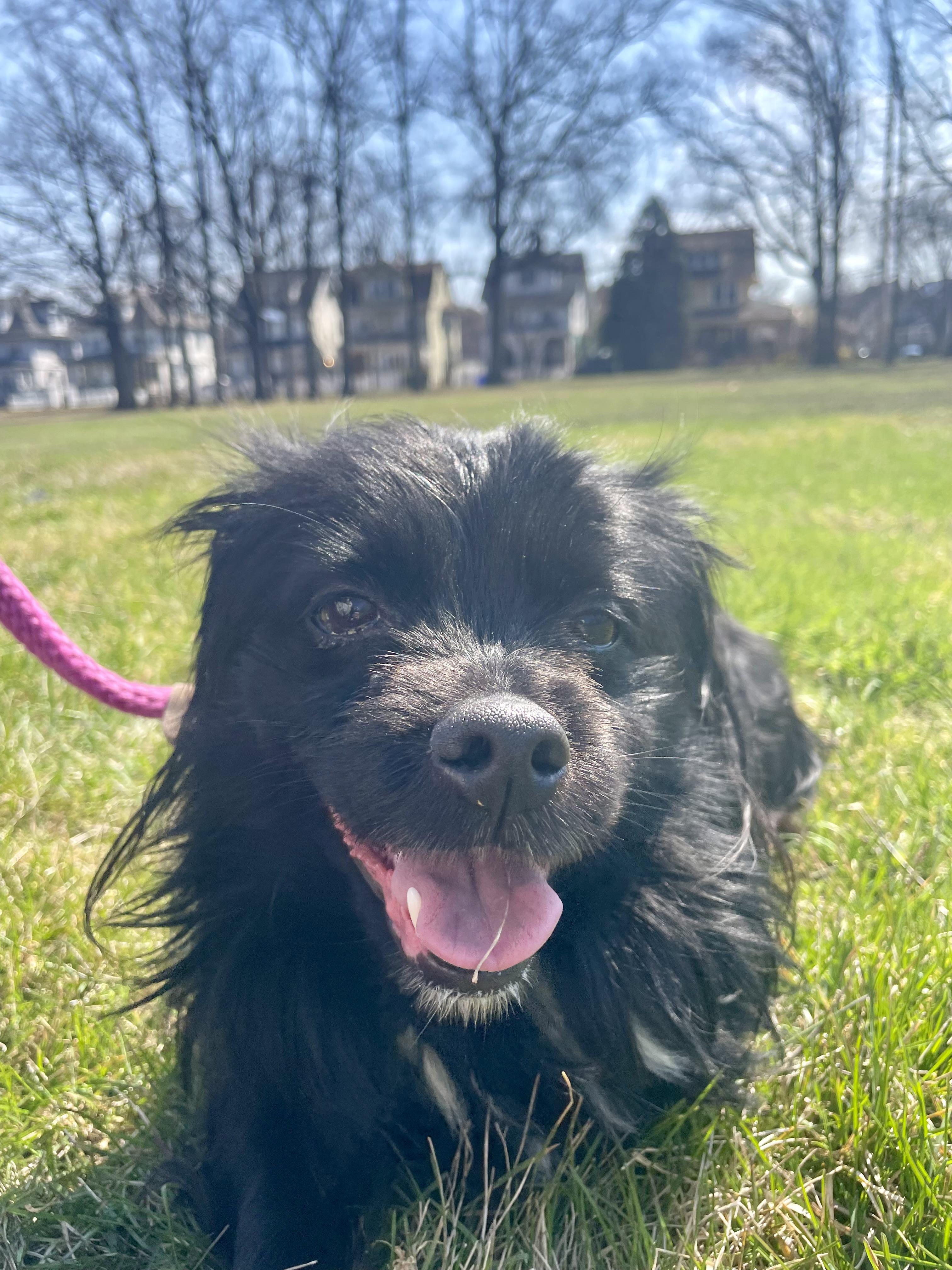 Enlarge Cole , a ADOPTABLE Tibetan Spaniel in East Orange, NJ image 4/5