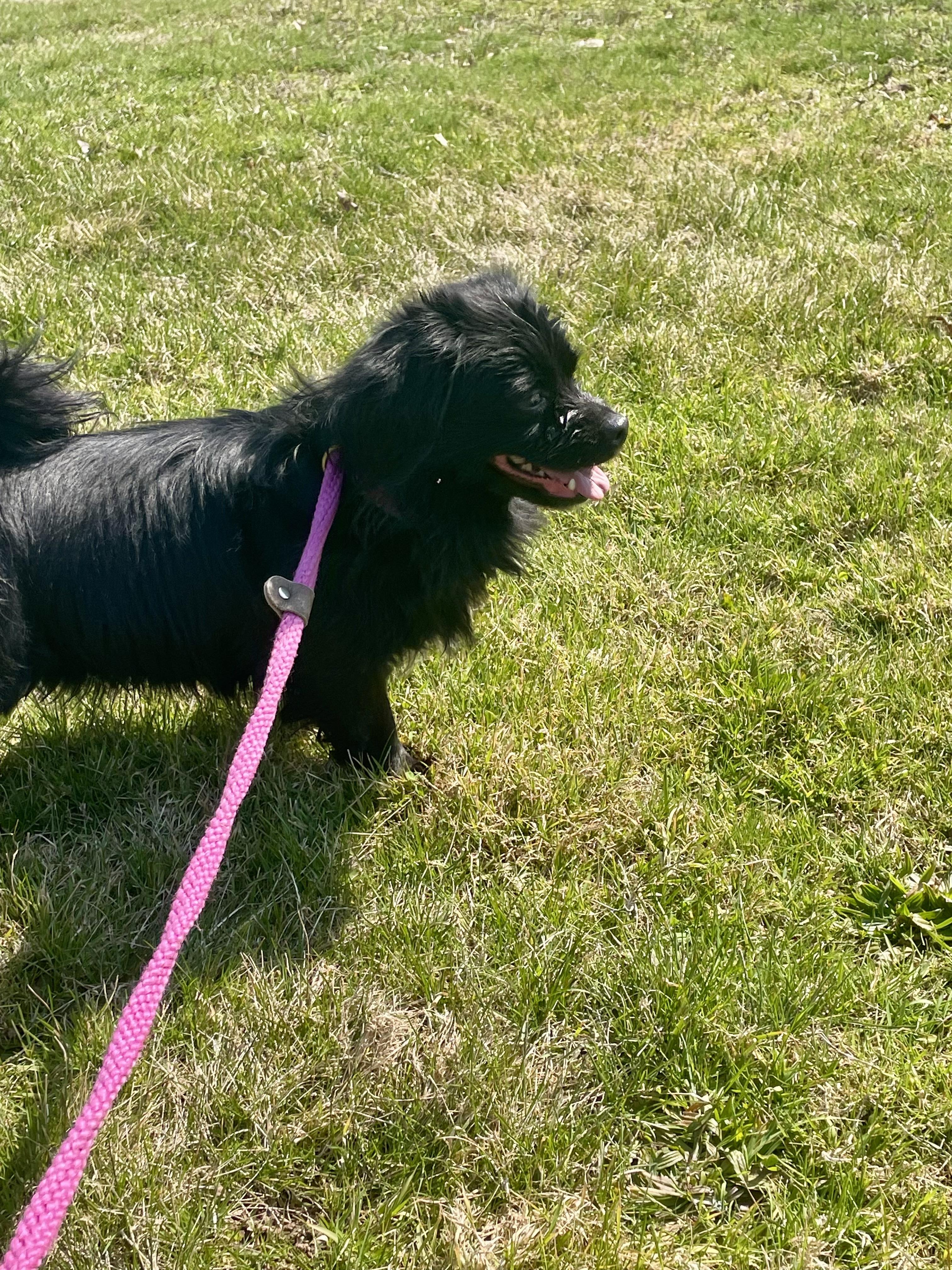 Enlarge Cole , a ADOPTABLE Tibetan Spaniel in East Orange, NJ image 2/5