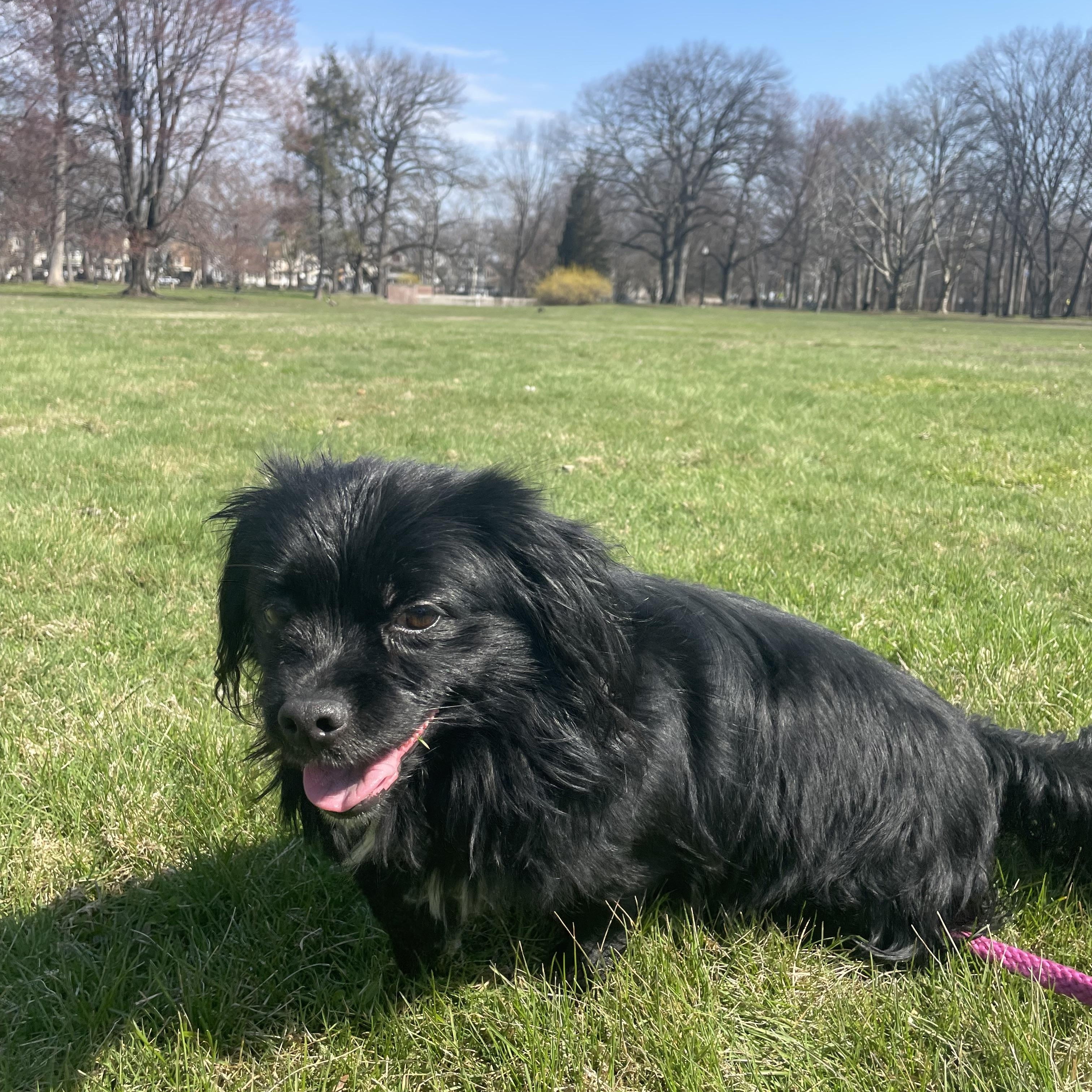 Enlarge Cole , a ADOPTABLE Tibetan Spaniel in East Orange, NJ image 3/5