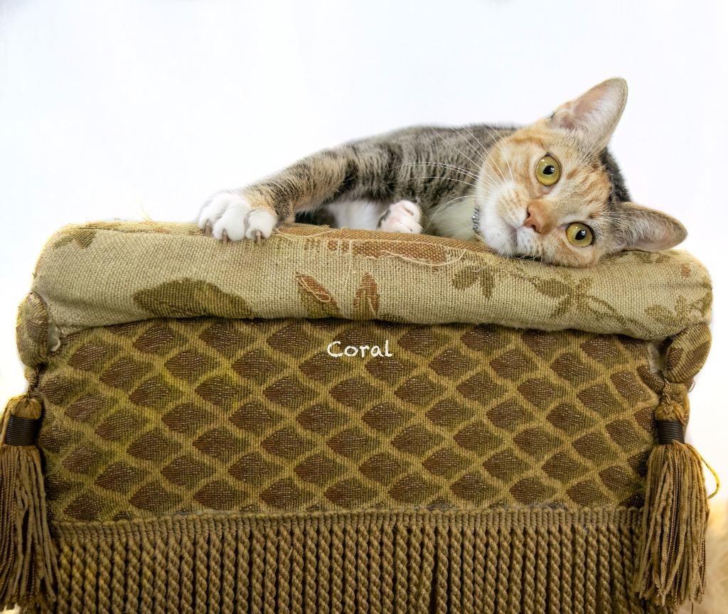 Coral, a Adoptable mixed breed in Hot Springs Village, AR image 1/4