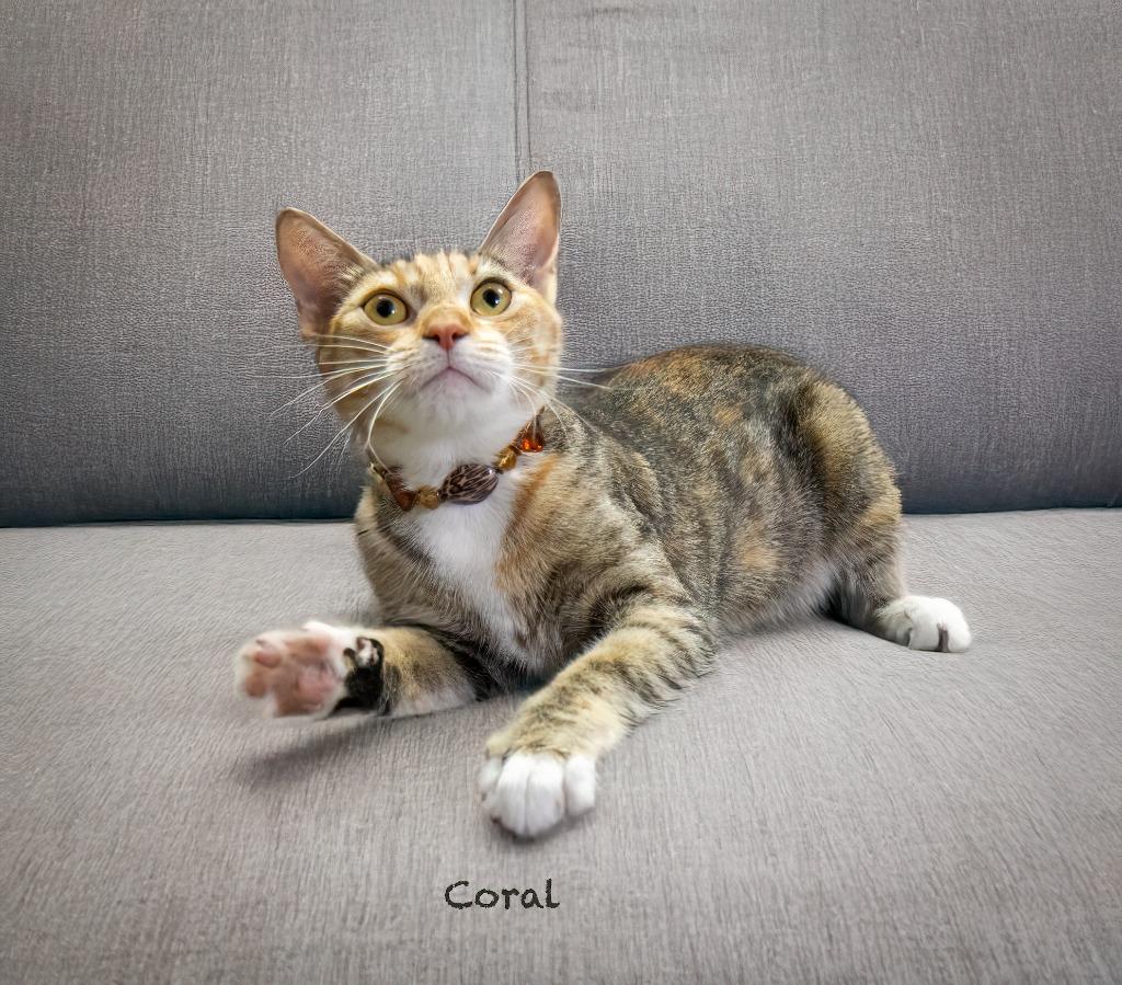 Coral, a Adoptable mixed breed in Hot Springs Village, AR image 2/4