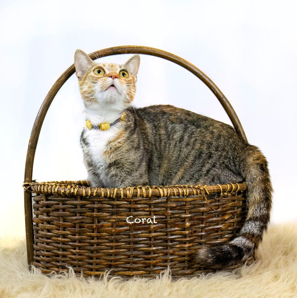 Coral, a Adoptable mixed breed in Hot Springs Village, AR image 3/4