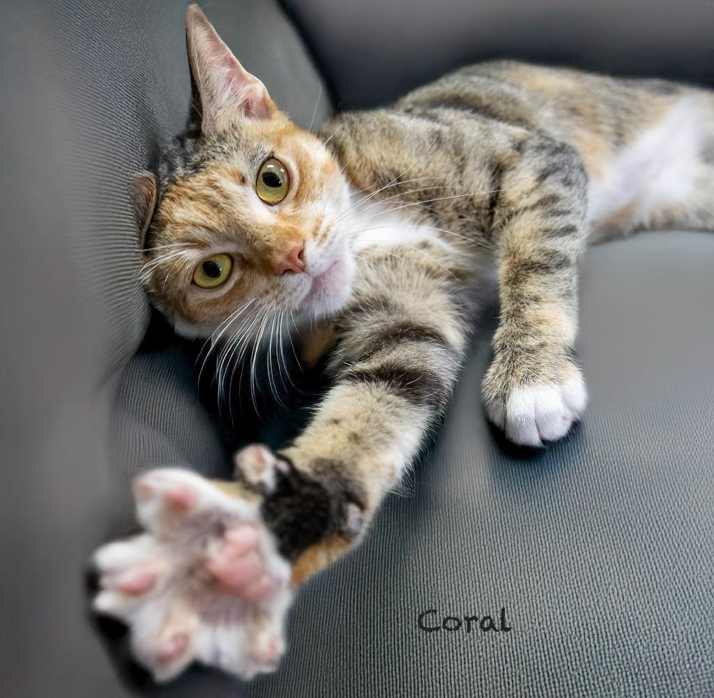 Coral, a Adoptable mixed breed in Hot Springs Village, AR image 4/4
