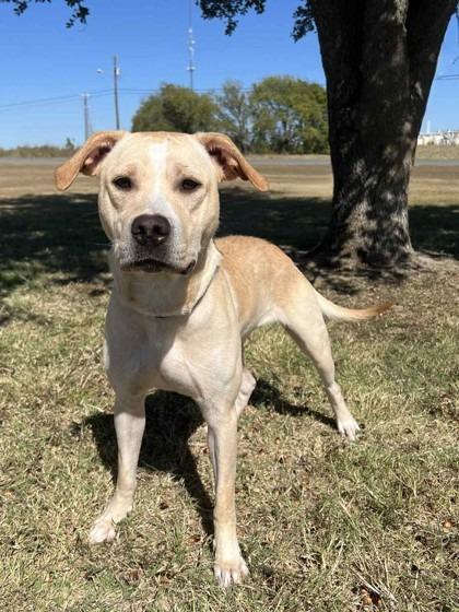 Enlarge Java, a Adoptable Labrador Retriever in Arlington, TX image 1/3