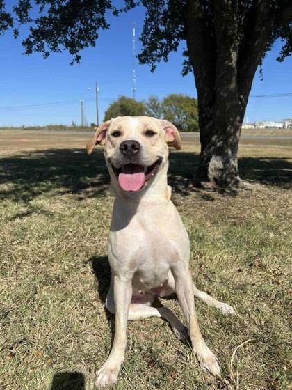 Enlarge Java, a Adoptable Labrador Retriever in Arlington, TX image 2/3